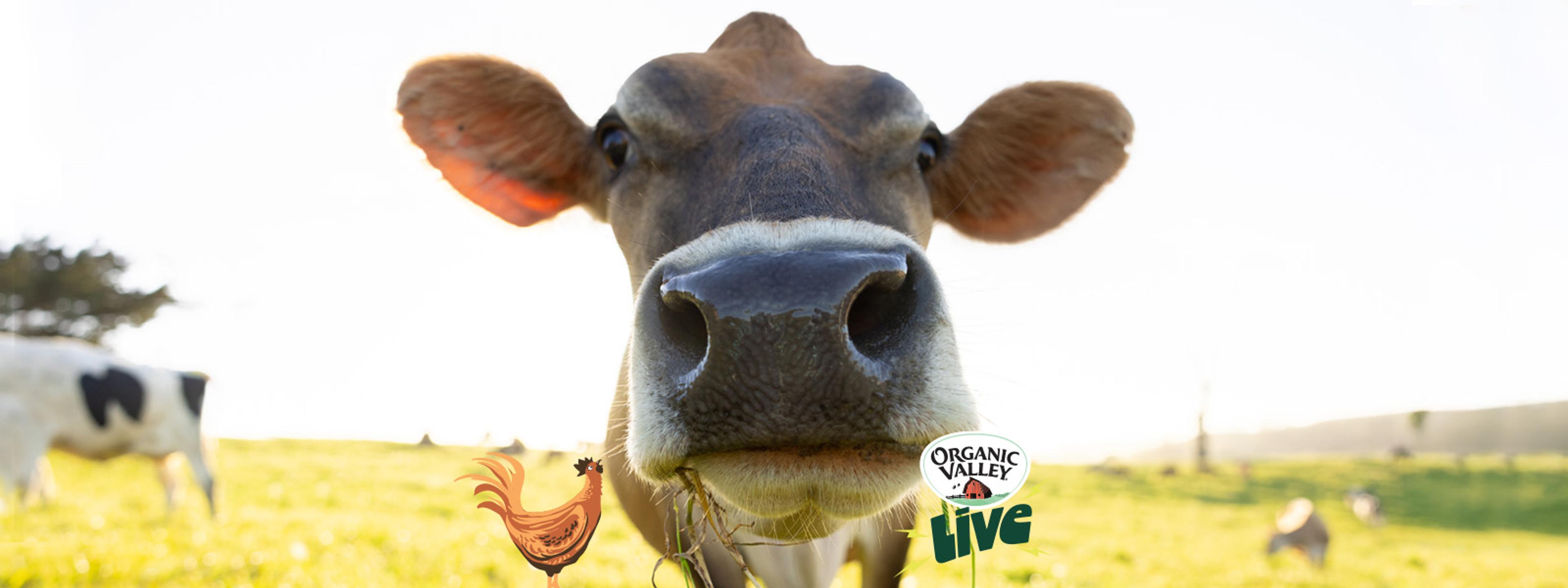Up-close image of a real cow with grass hanging out of her mouth next to a graphic of a small rooster and the words “Organic Valley live.”