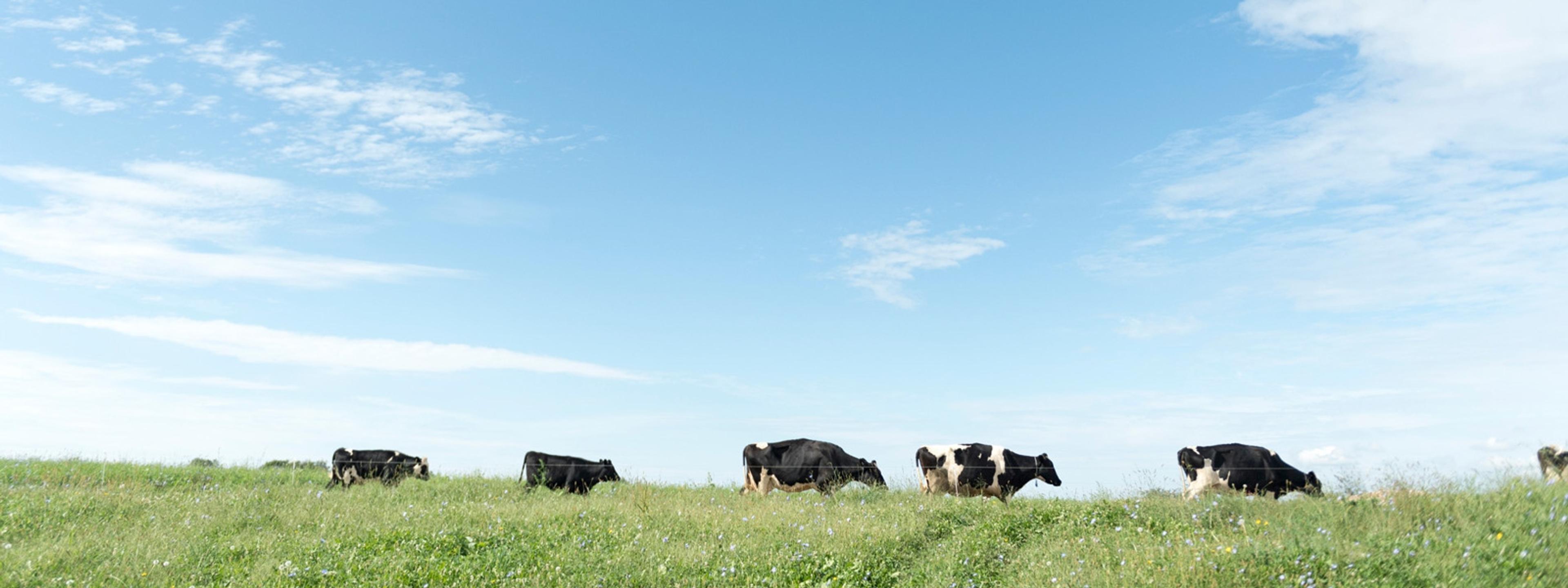 A line of cows walk on organic pasture against a blue sky with fluffy clouds