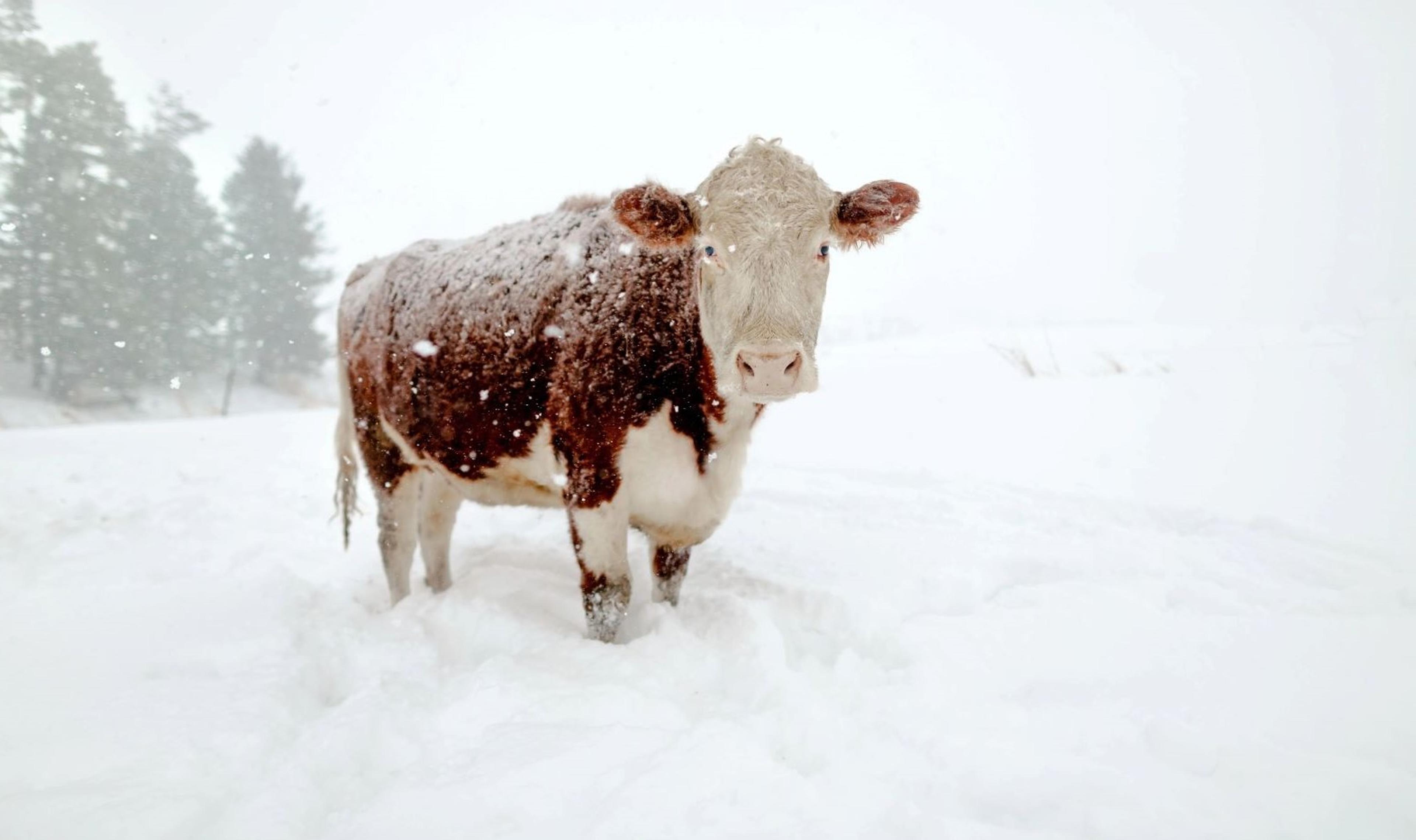 A cow stands in snow at an organic farm in Wisconsin.
