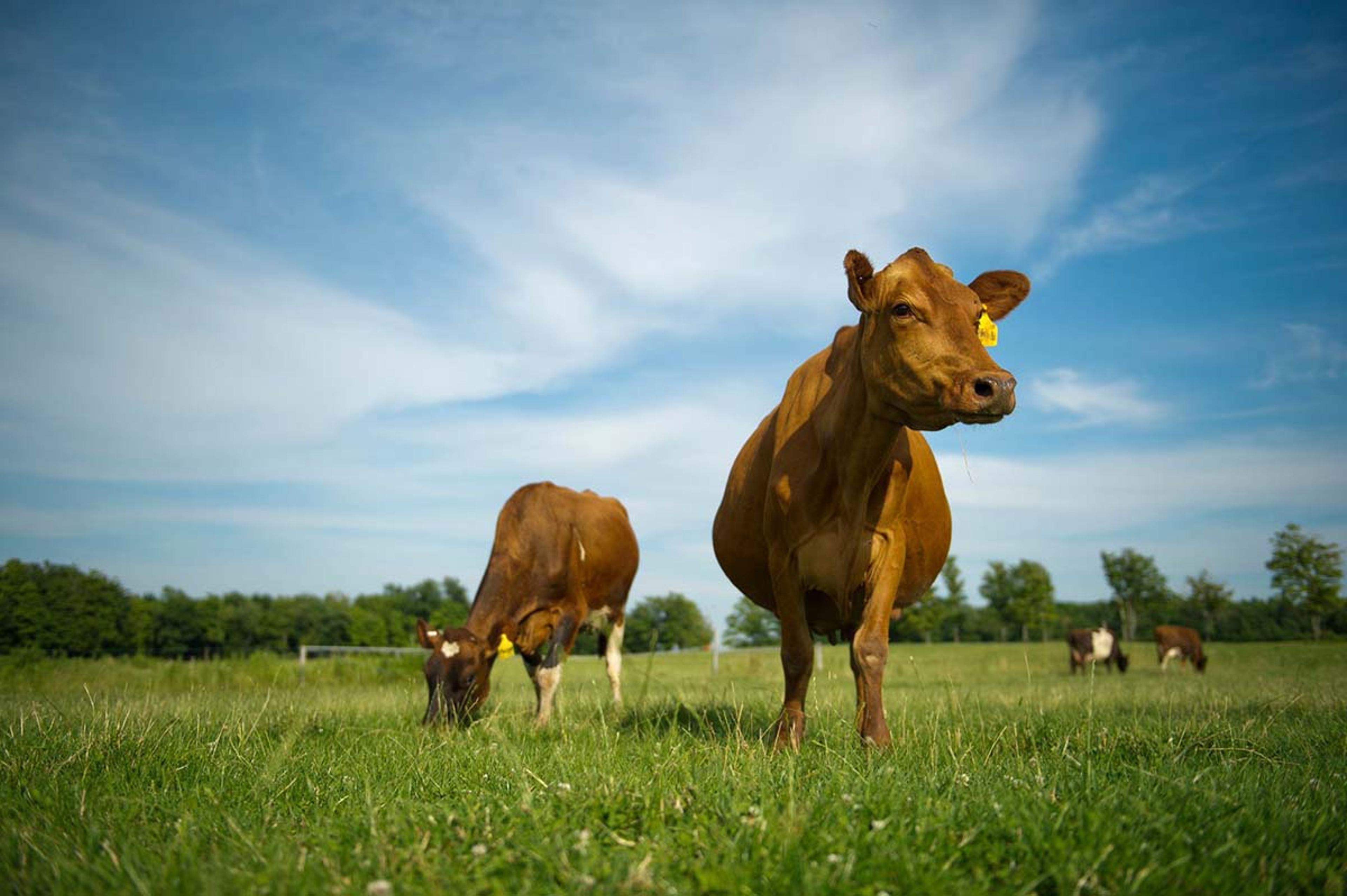 Two cows enjoy grazing on grass in the pasture on an organic farm in New York.