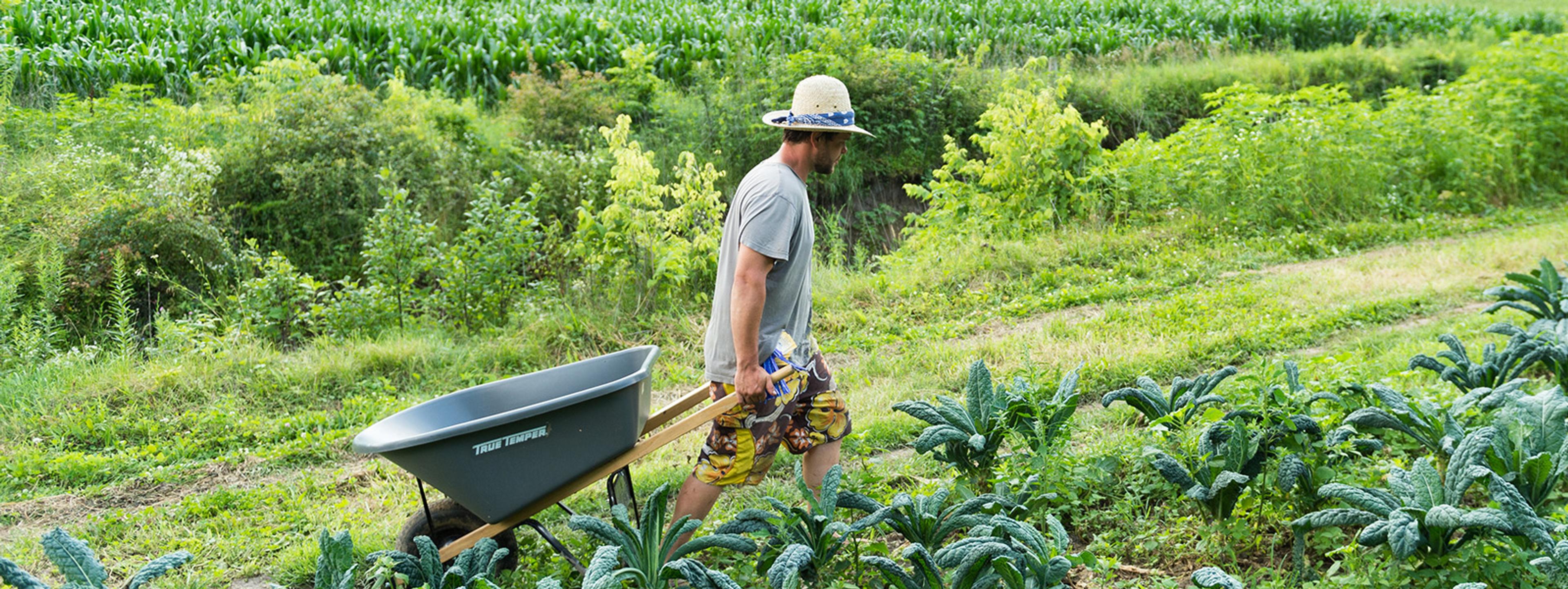 Harvesting produce on the Trussoni's Organic Valley family farm