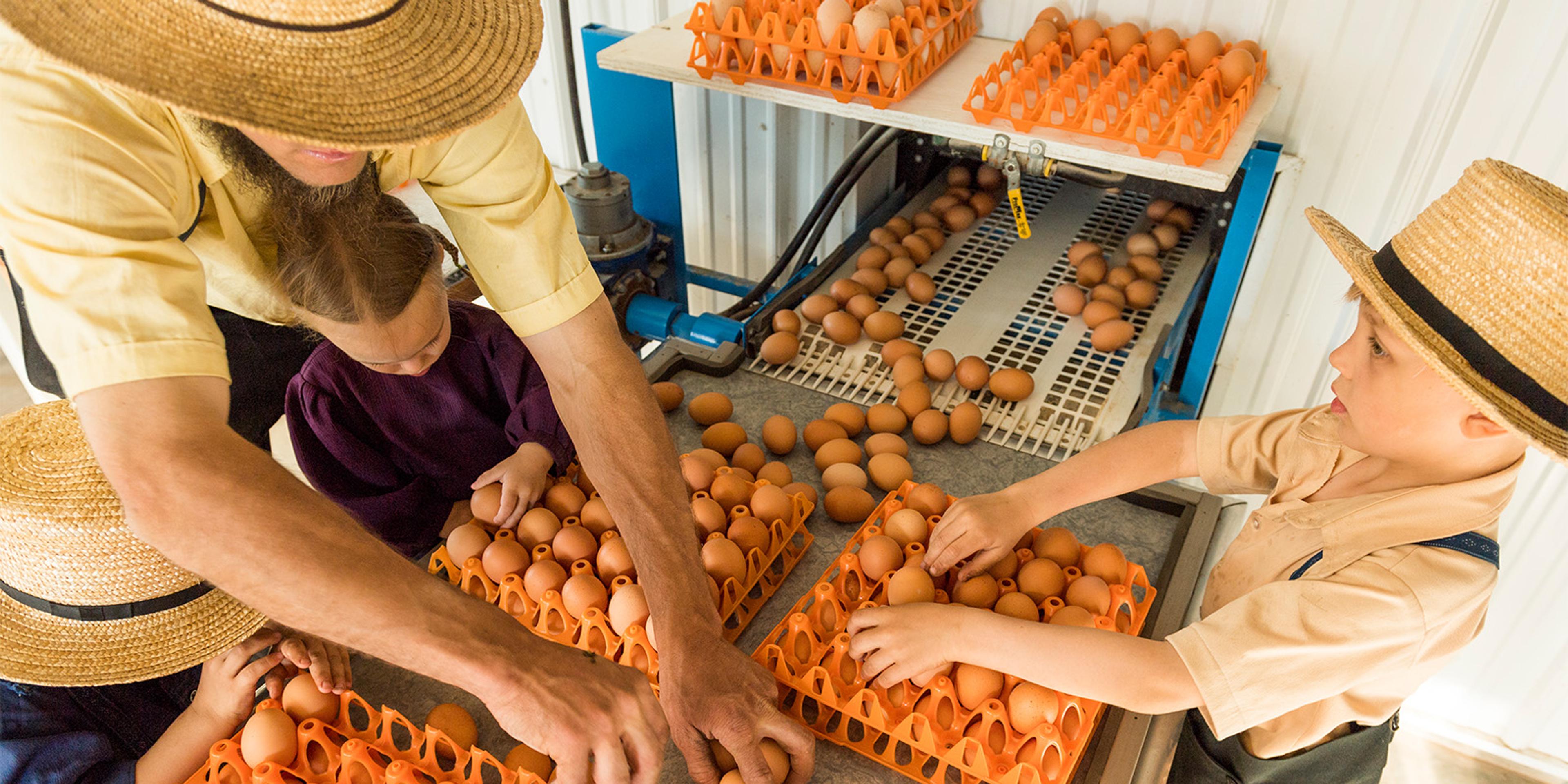 The Glick family puts organic eggs into crates at their Pennsylvania farm.