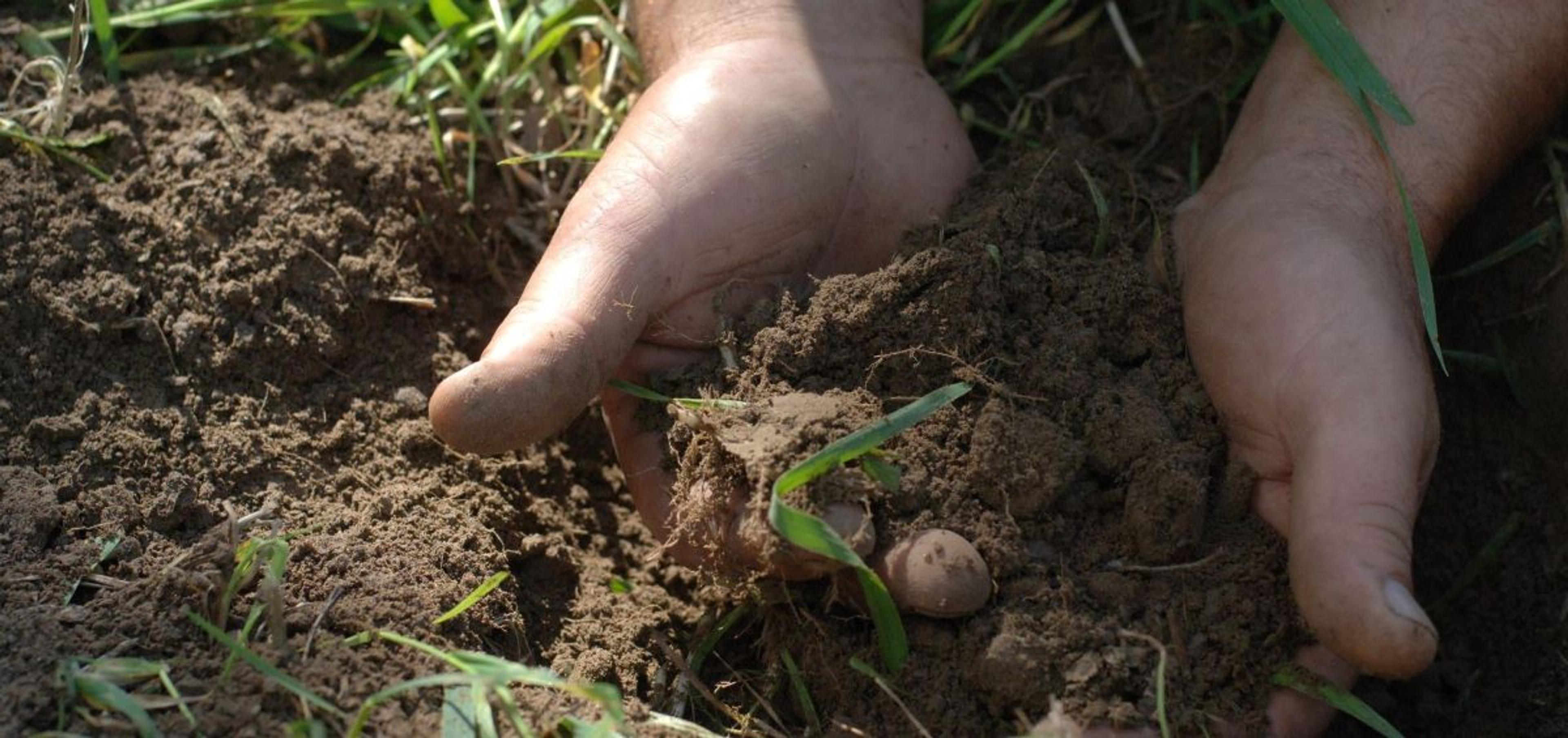 A closeup of a man's hand holding soil.