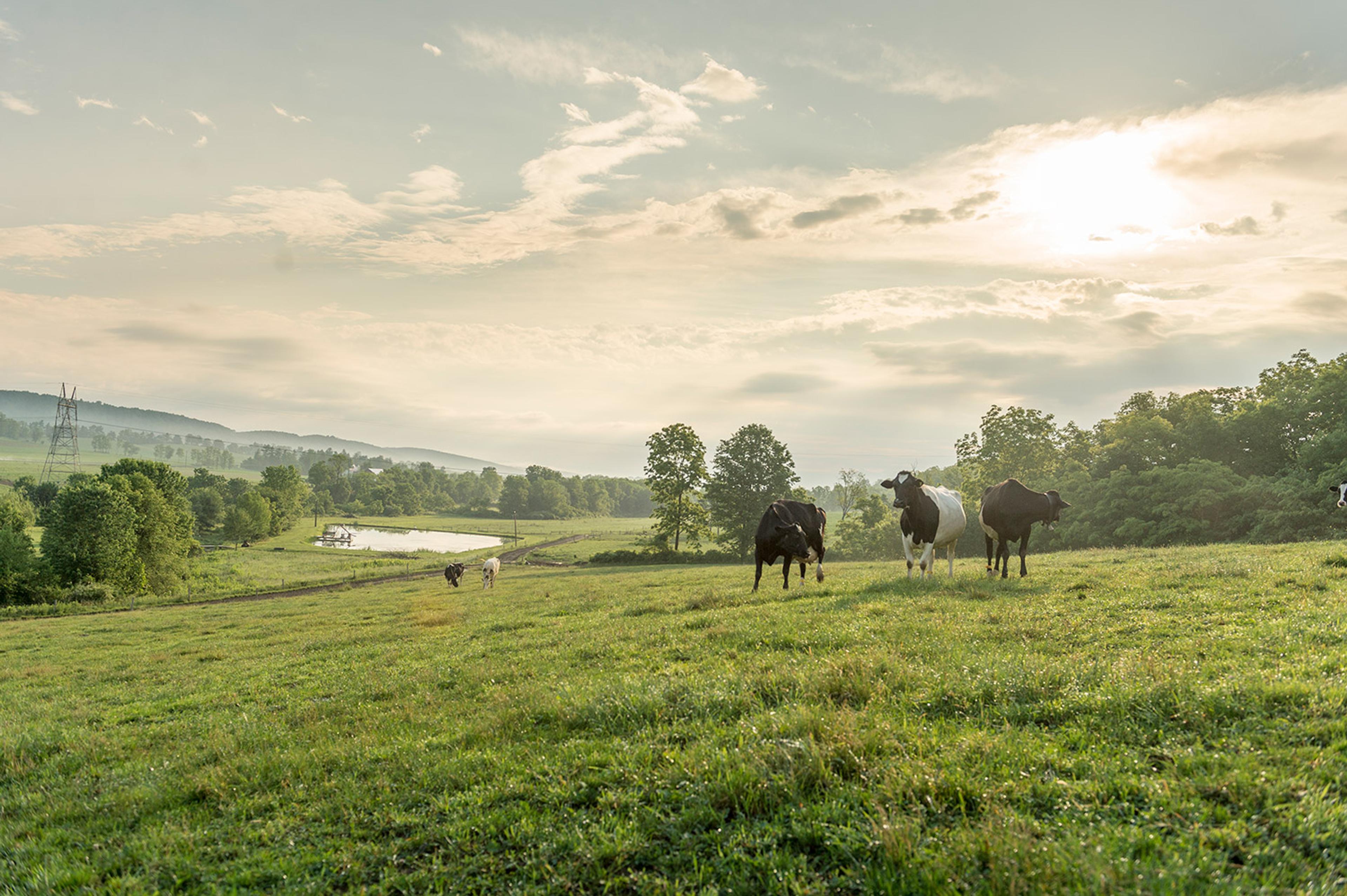 Rolling hills of organic pasture with cows in the distance.