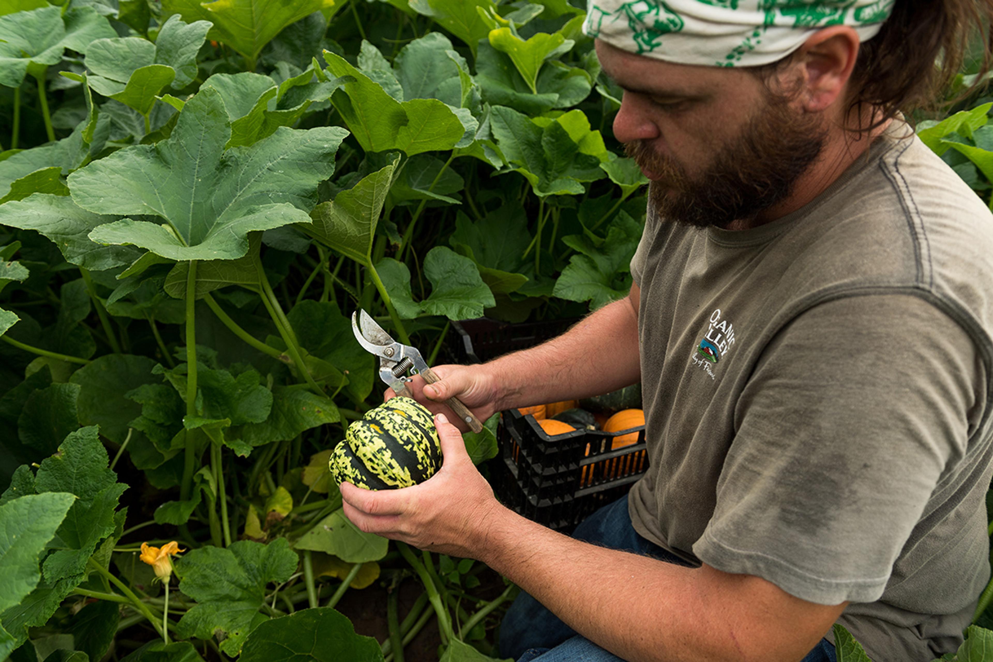 Trussoni farm harvest squash in the field.