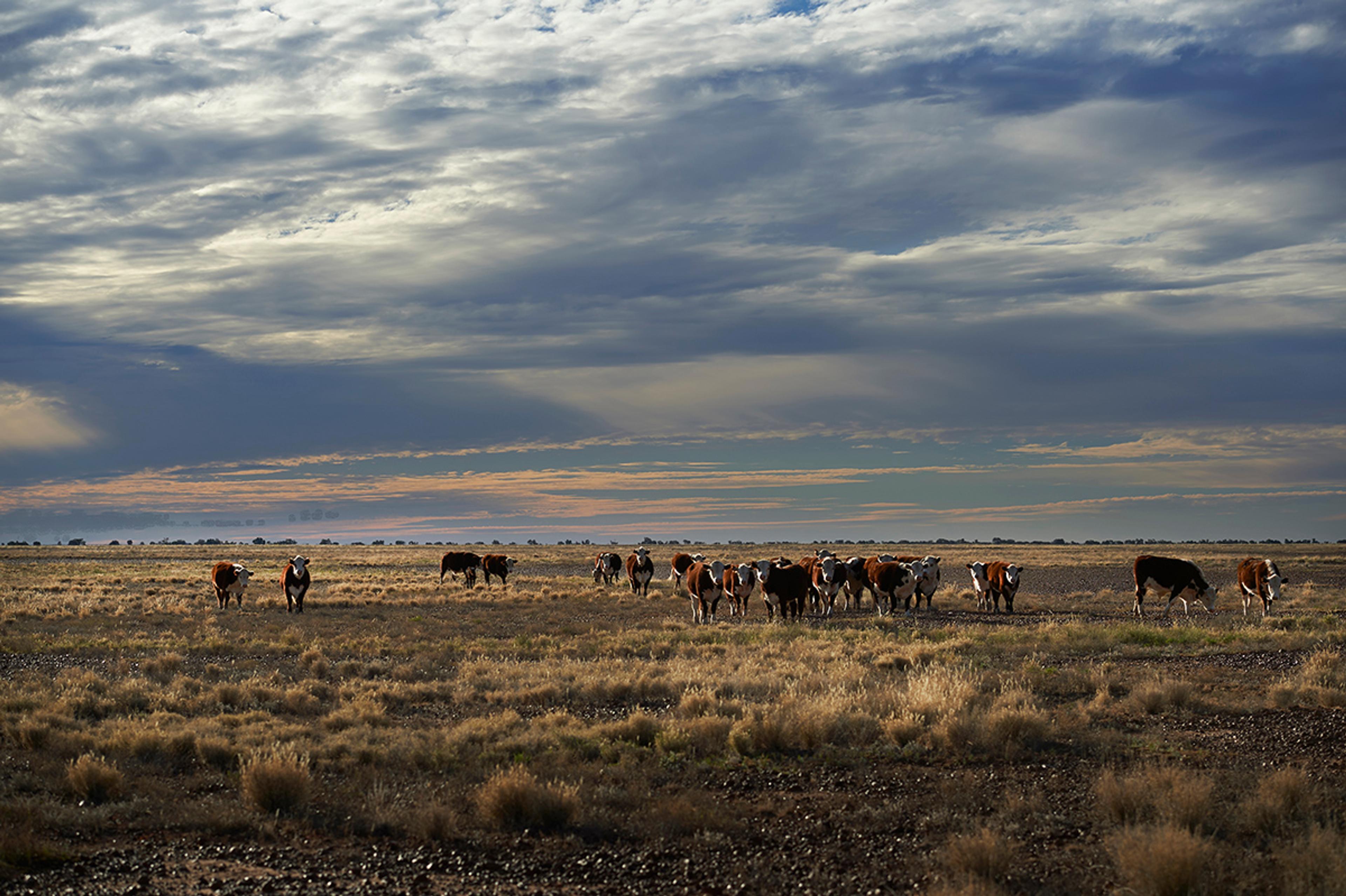 A group of brown and white cows graze dry grasses against a pink and blue sunset sky.
