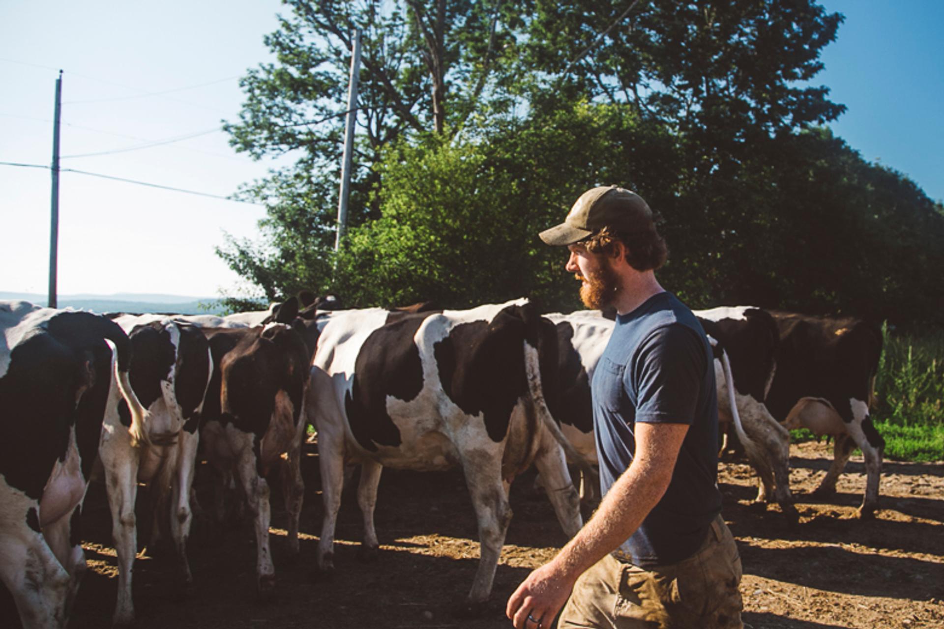 Conor MacDonald takes care of the organic dairy herd.