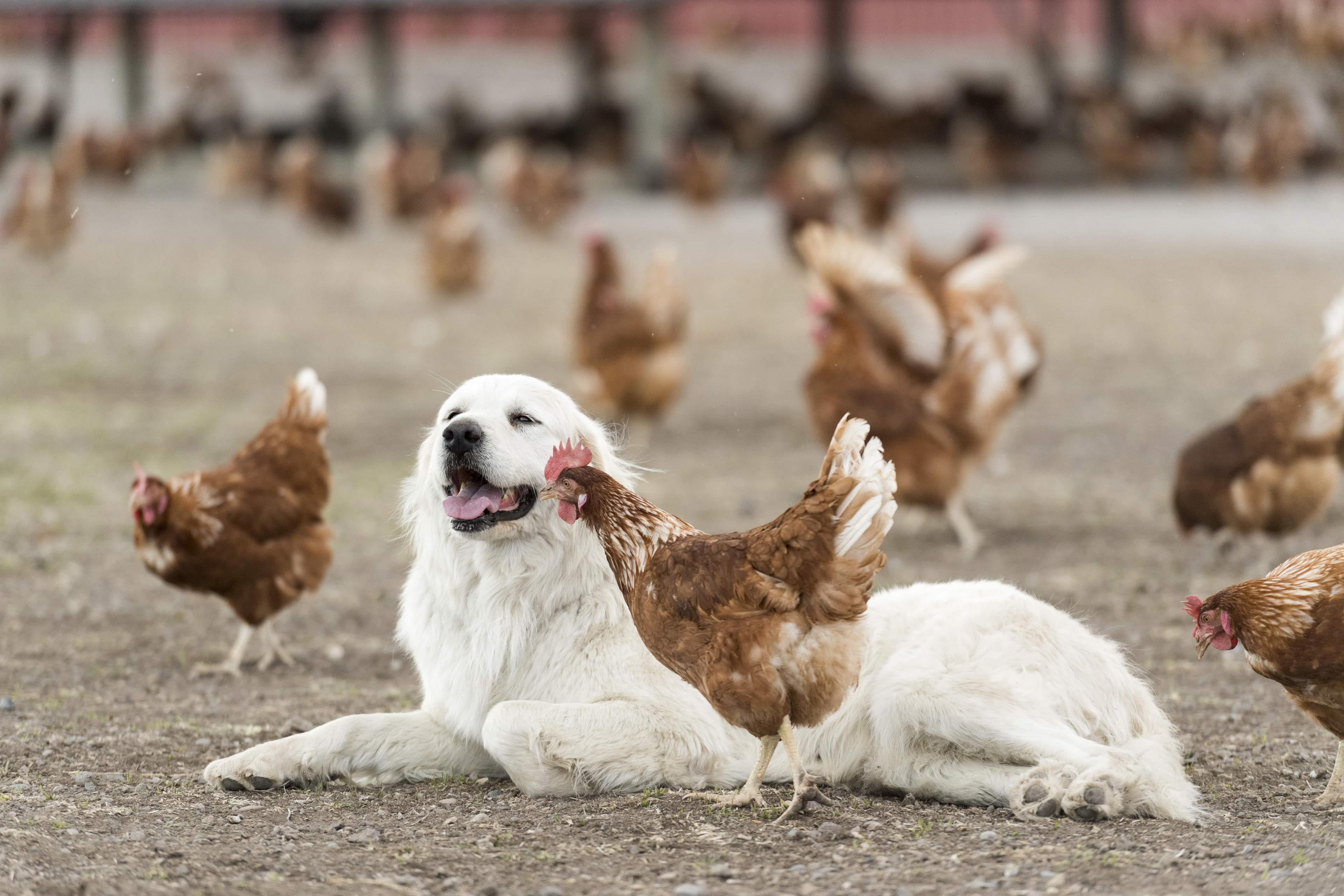 A dog and chicken relax at a farm in Colorado.