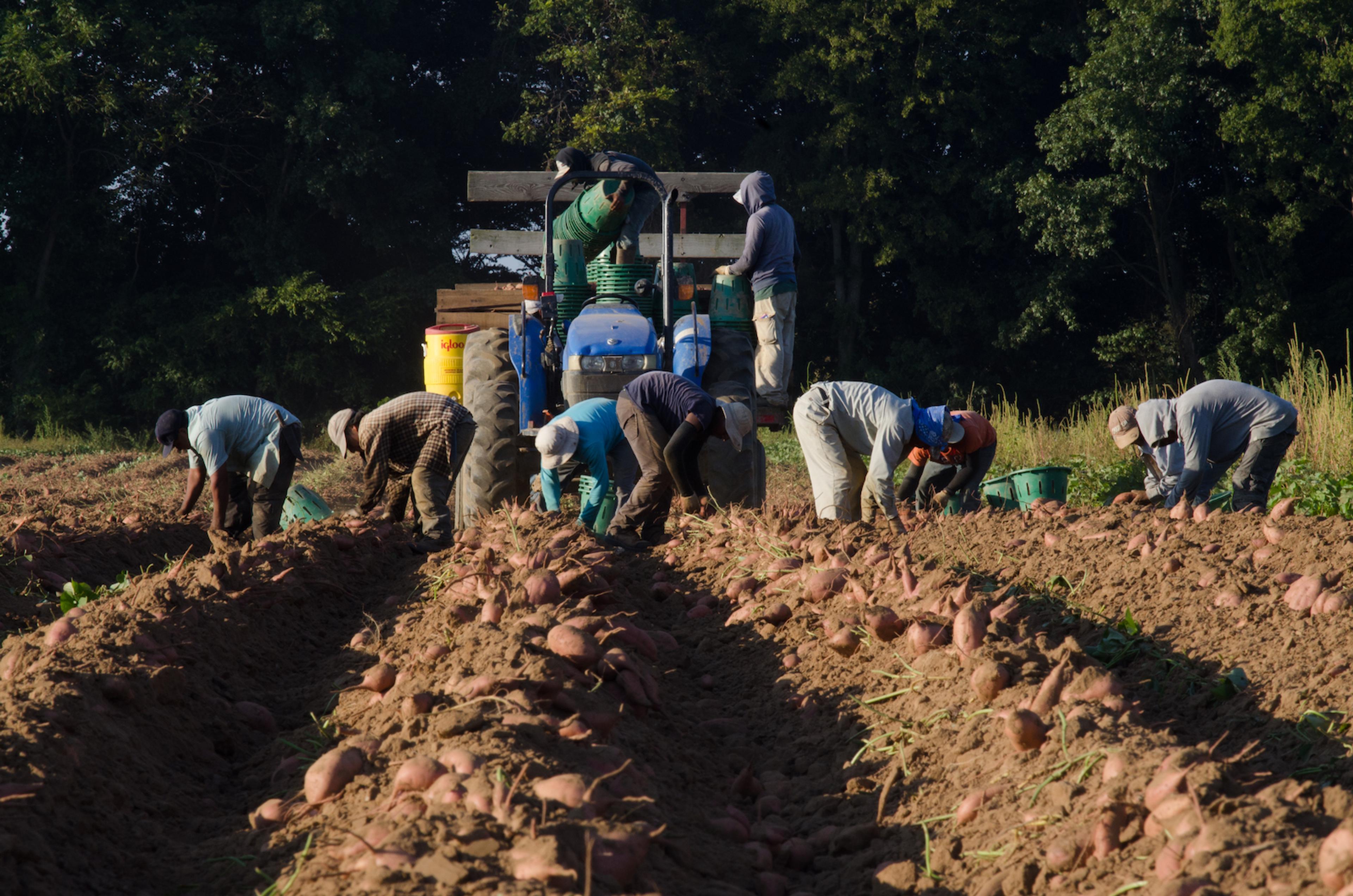 Migrant workers harvesting sweet potatoes in field