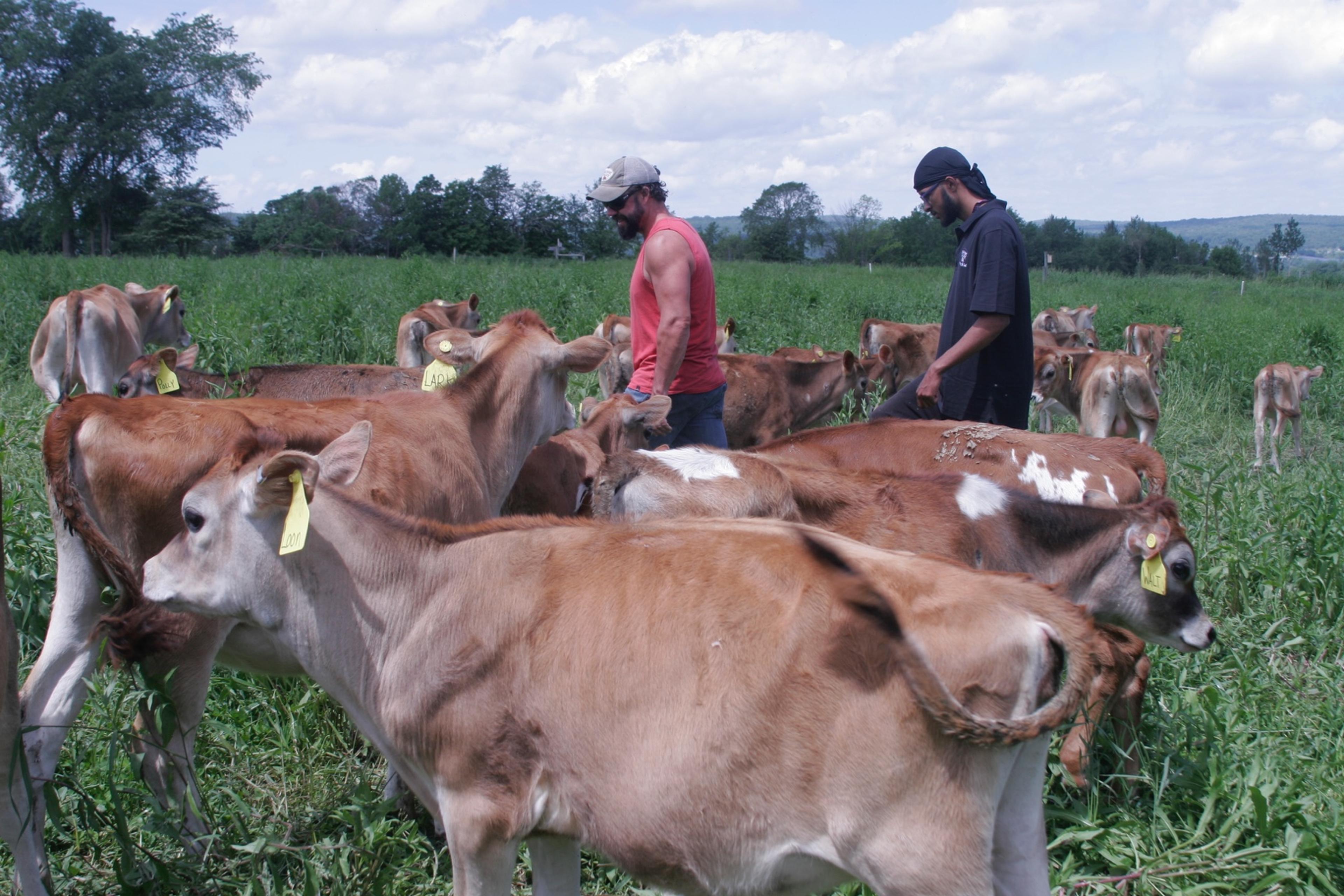 Two men walk among young cows in a green pasture.