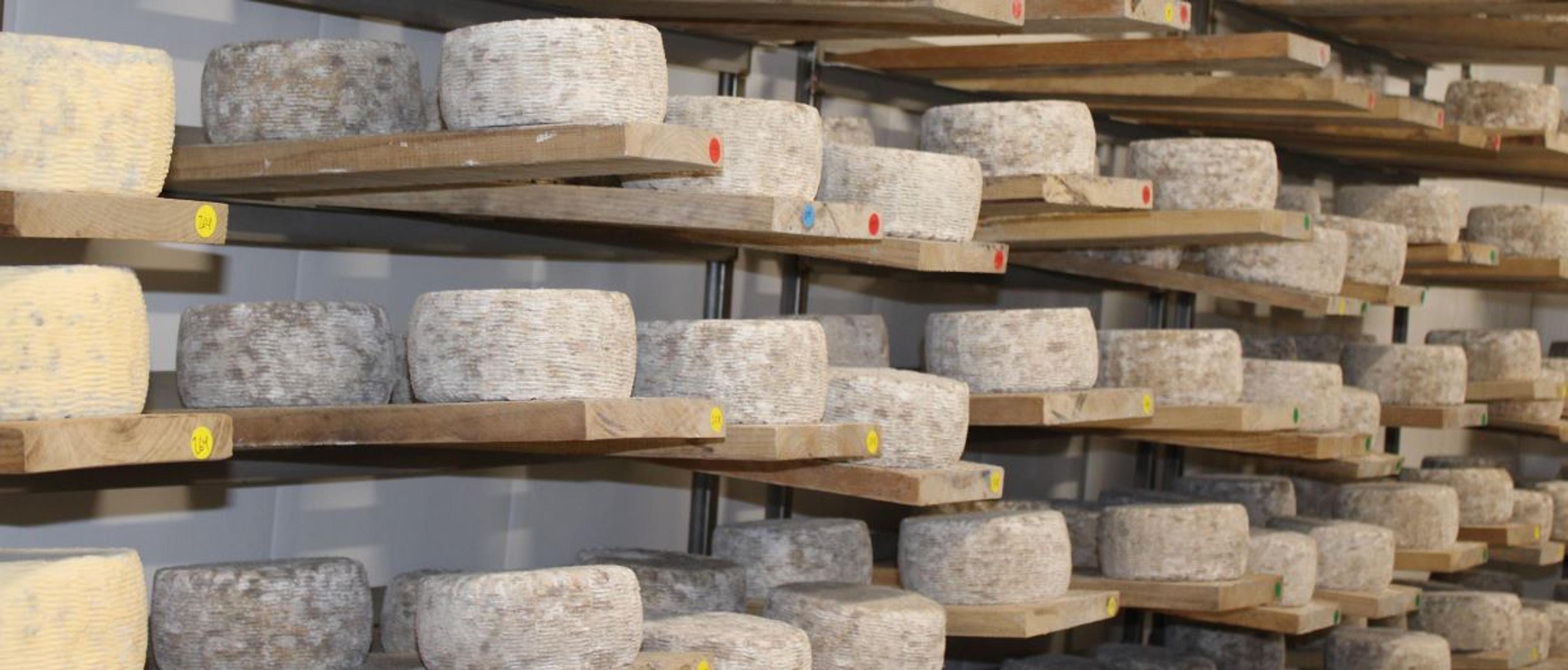 Cheese wheels cure in the cheese room at the Webb farm.