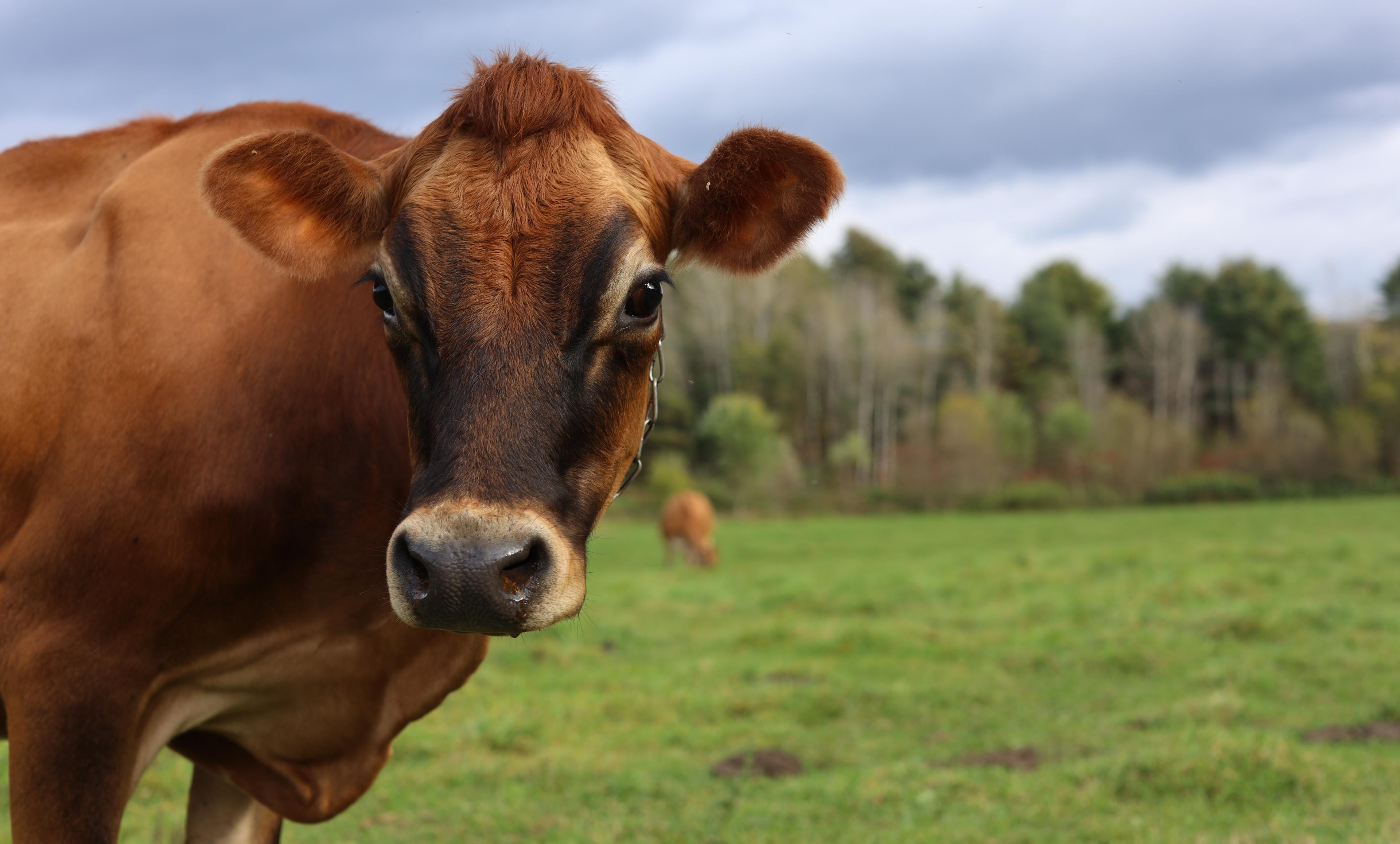 A cow looks at the camera on Kyle Leibold’s dairy farm in Vermont.
