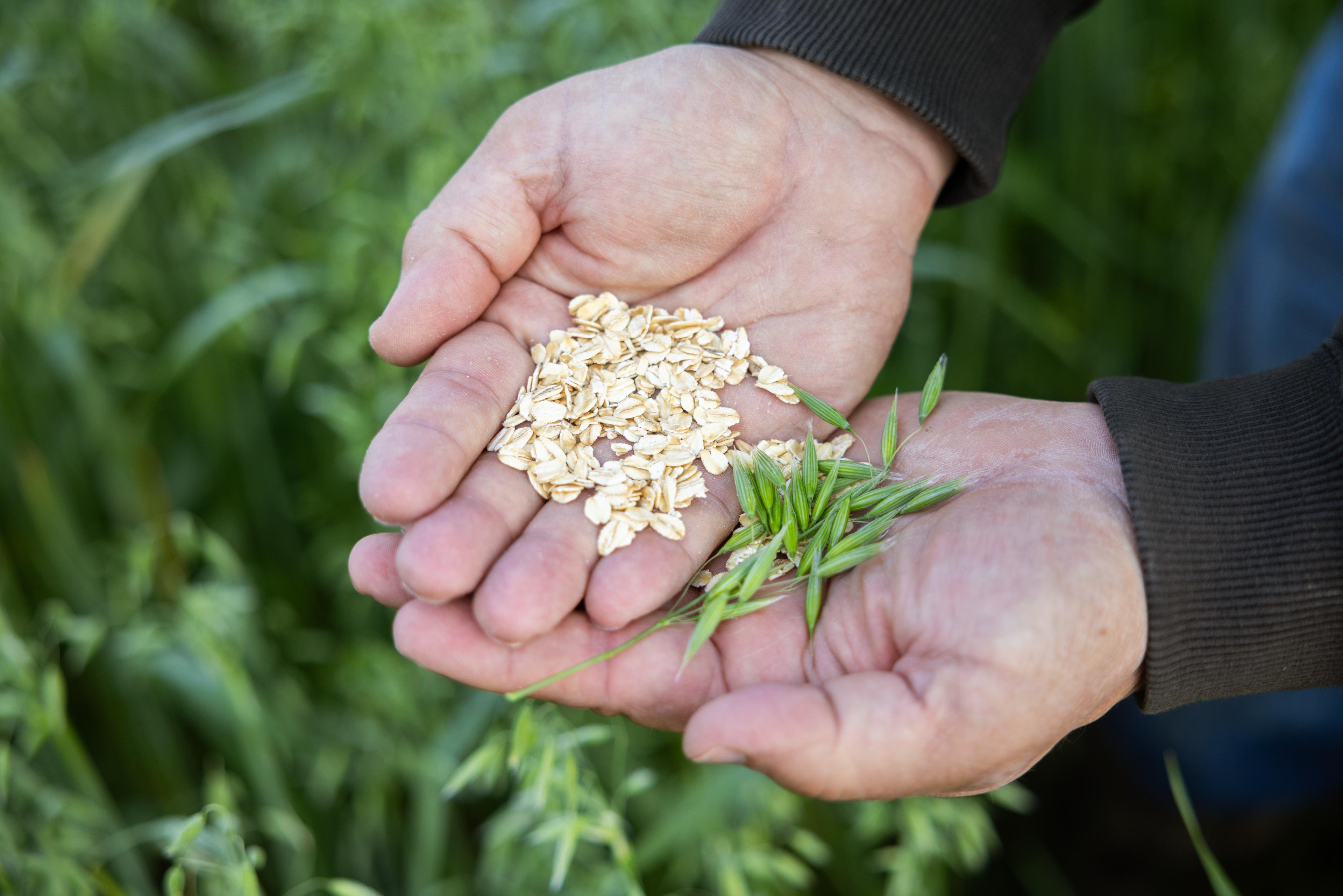 A farmer holds oat kernels and a full oat.