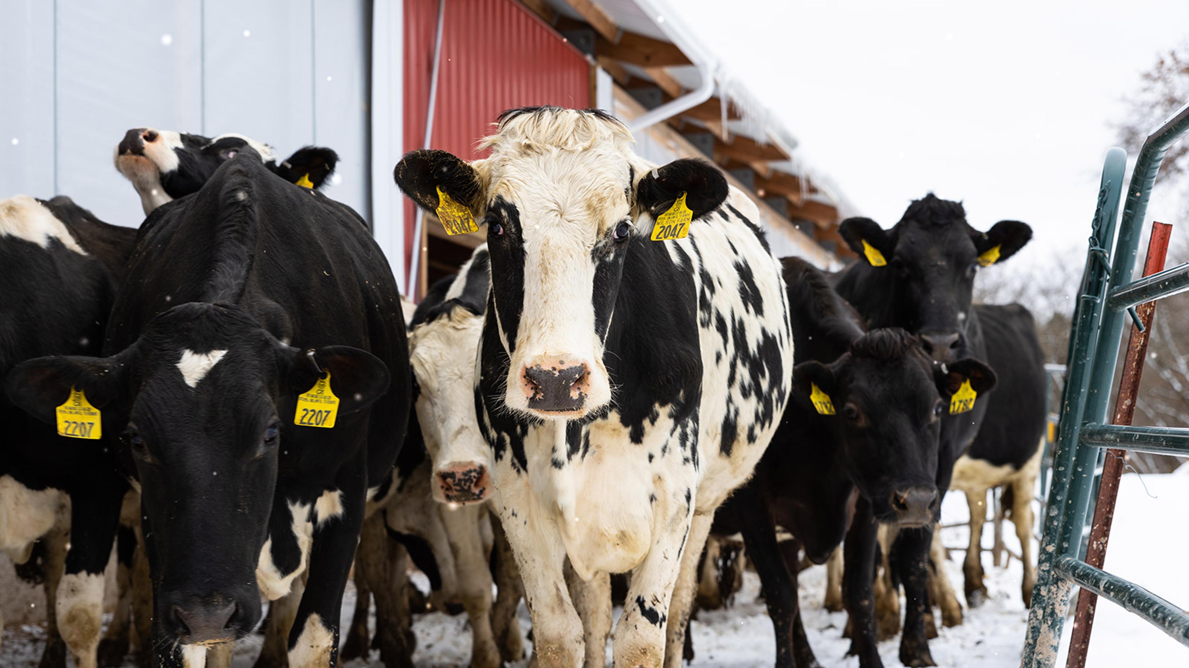 Curious cows examine the photographer as snow falls around them.