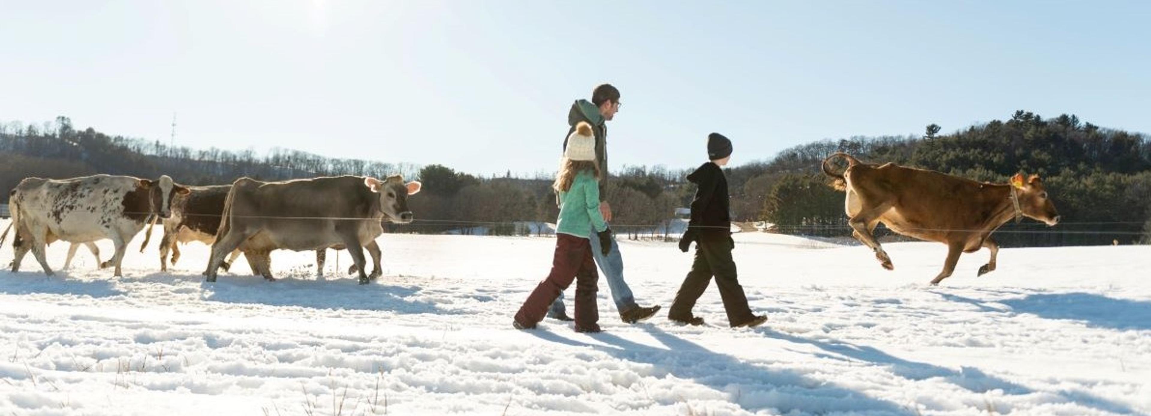 Cows in snow on the Gearing farm in Wisconsin are playful even though it is cold outside for humans.