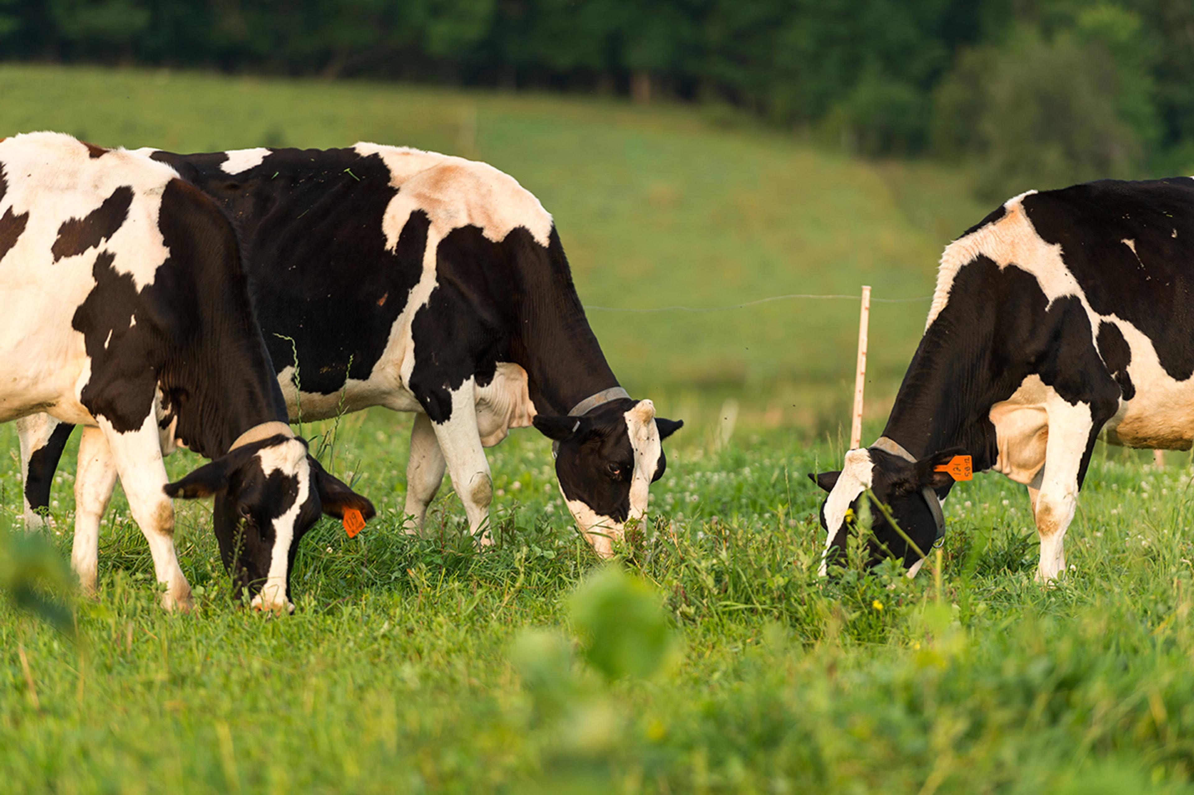 Cows graze on a green pasture.