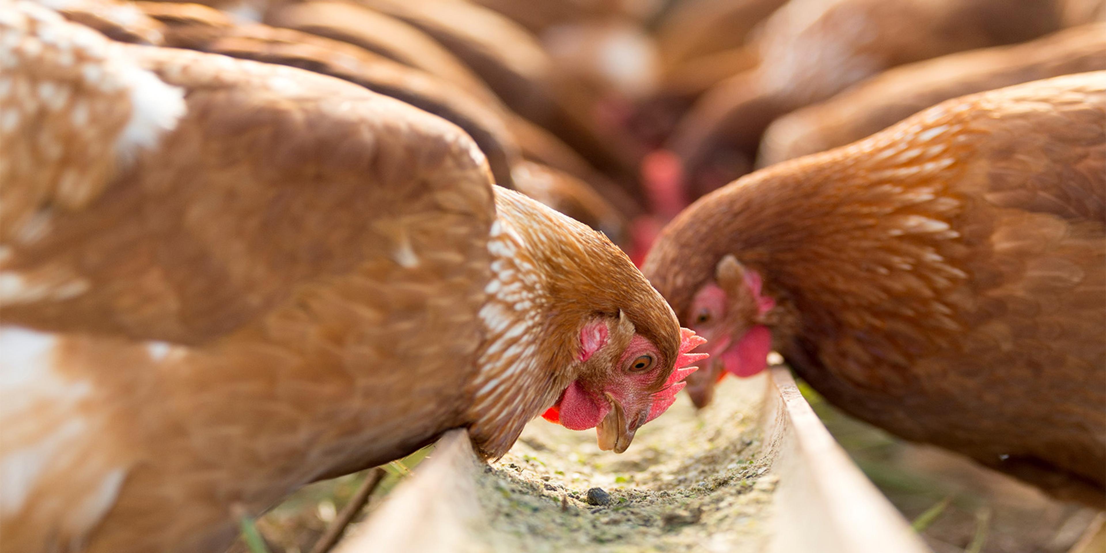 Hens eat grain at an Organic Valley farm in North Carolina.