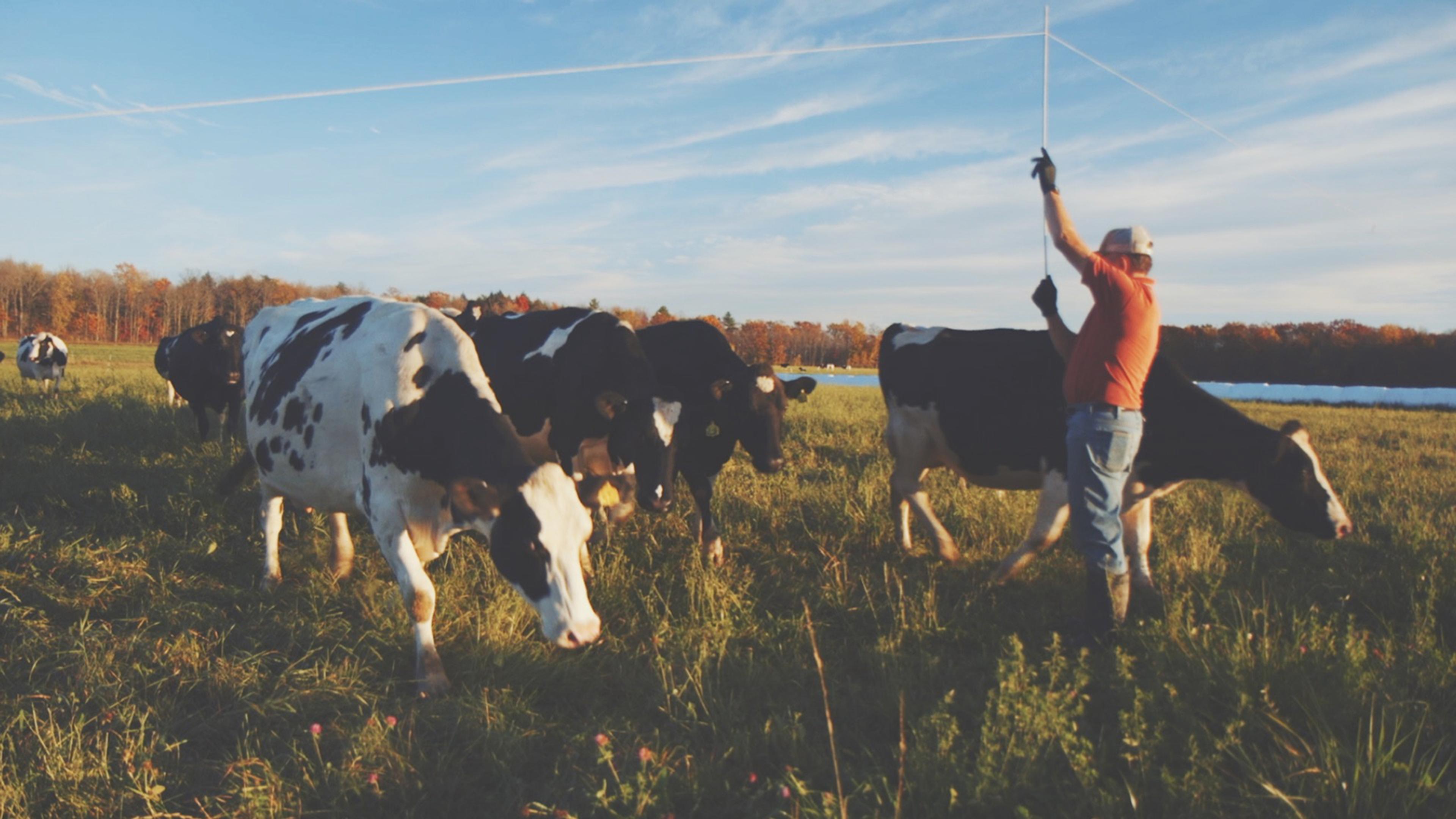 Organic Valley farmer, Kevin Mahalko, lifts fencing for cows to graze on pasture.