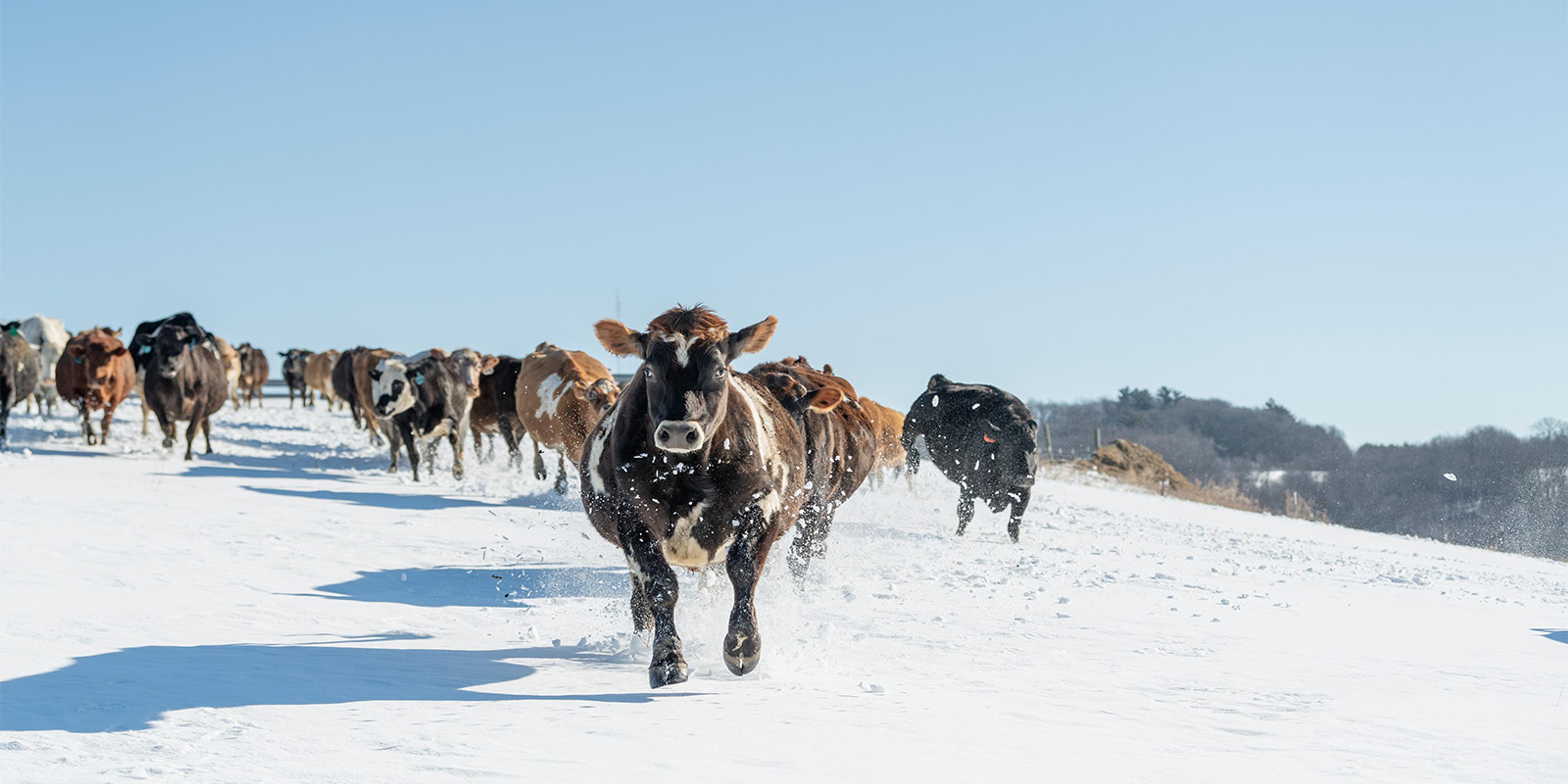Cows jump around and run in the snow.