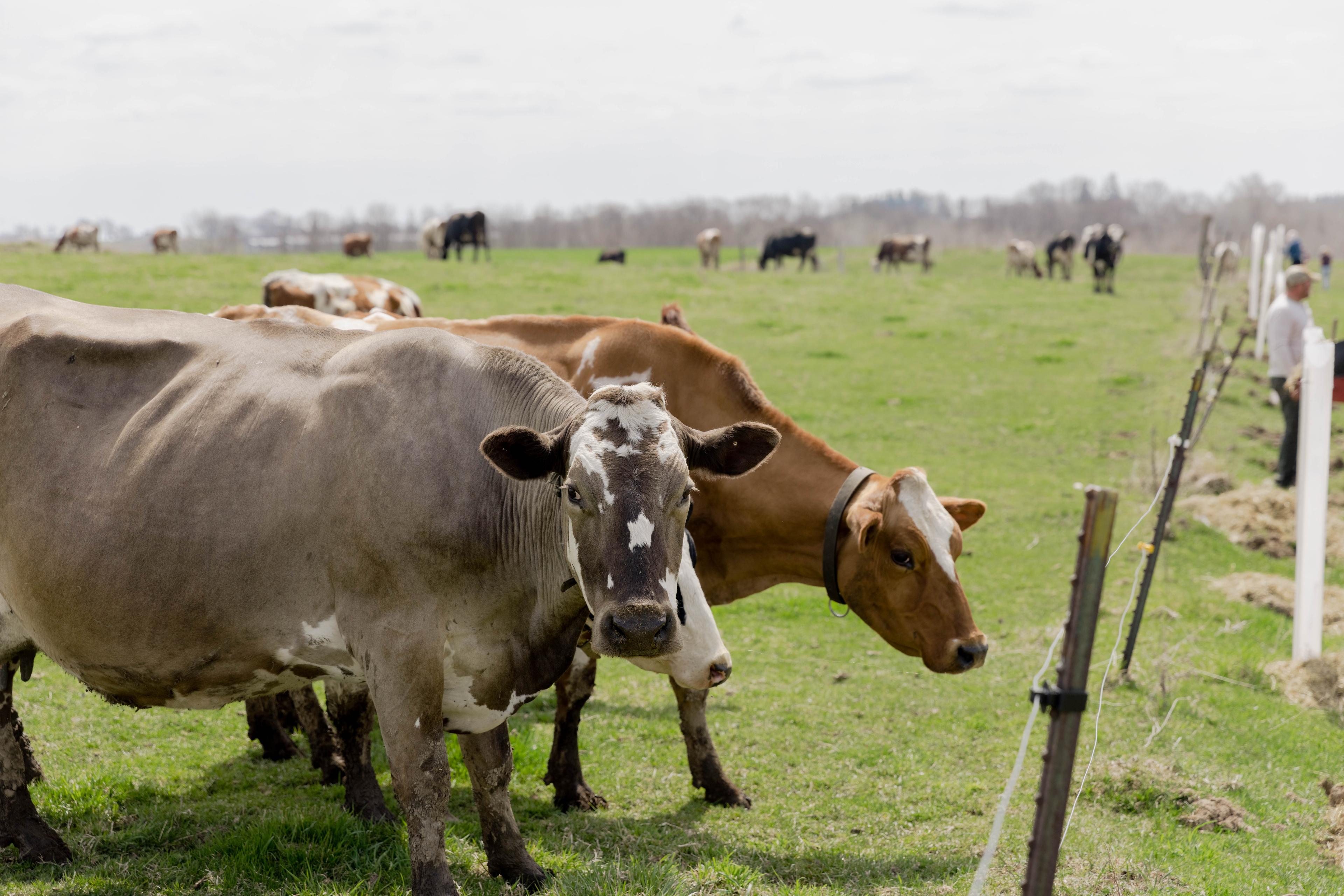 Curious cows watch volunteers plant trees.