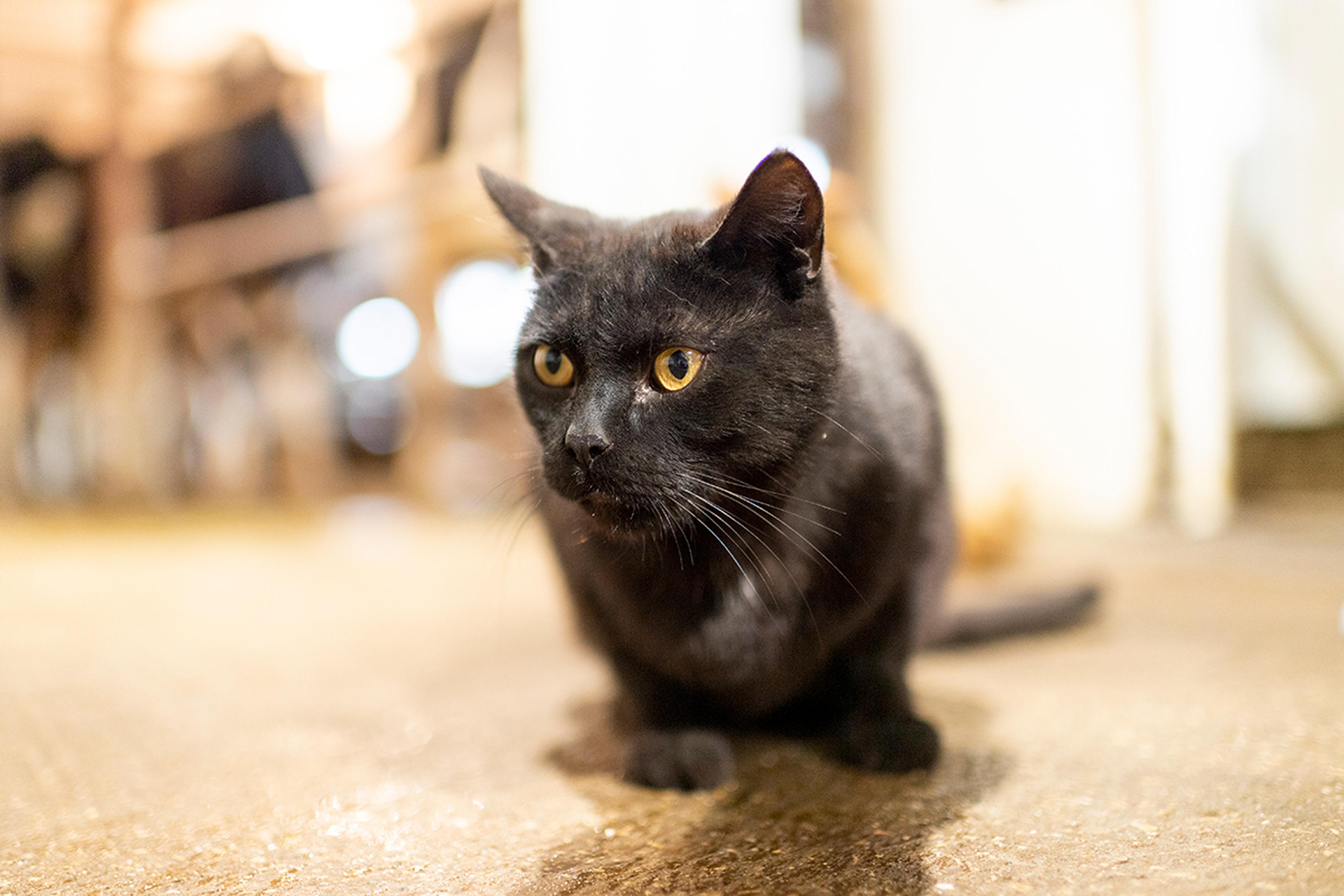 A black cat crouches on the floor and looks at something off camera.