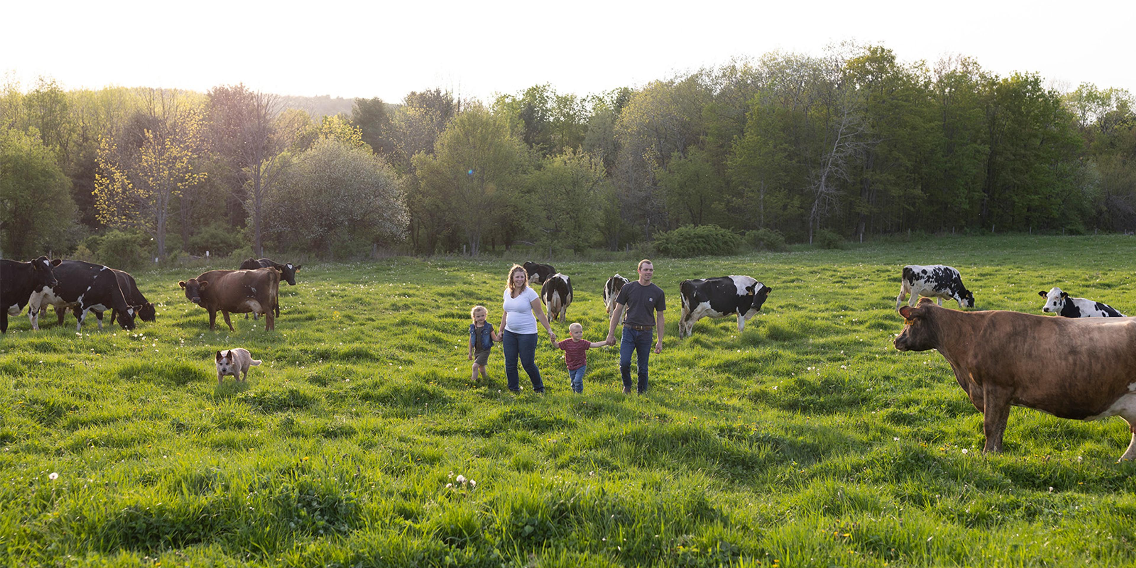 Organic dairy cows watch Madeline and Bruce Poole and their two children as they walk across a field.
