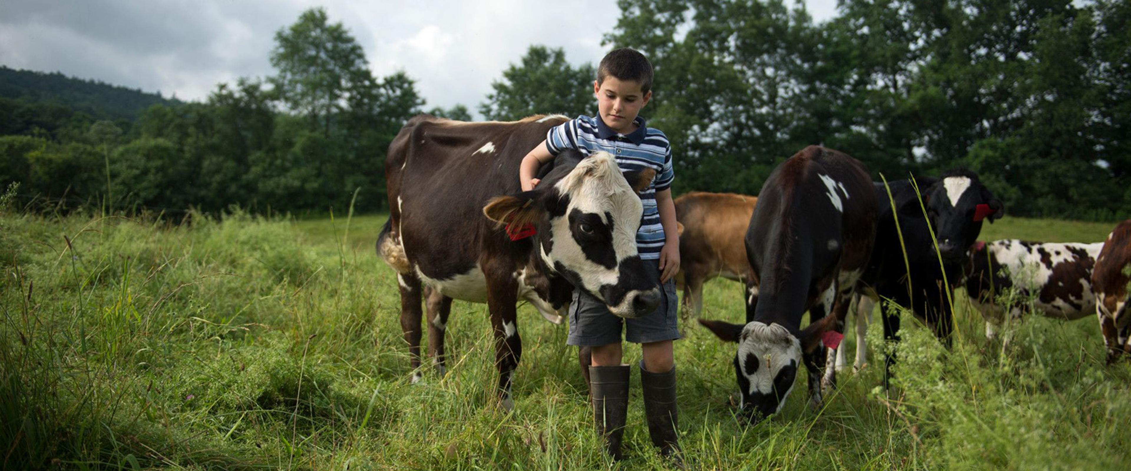 Cows on pasture at a New Hampshire Organic Valley farm