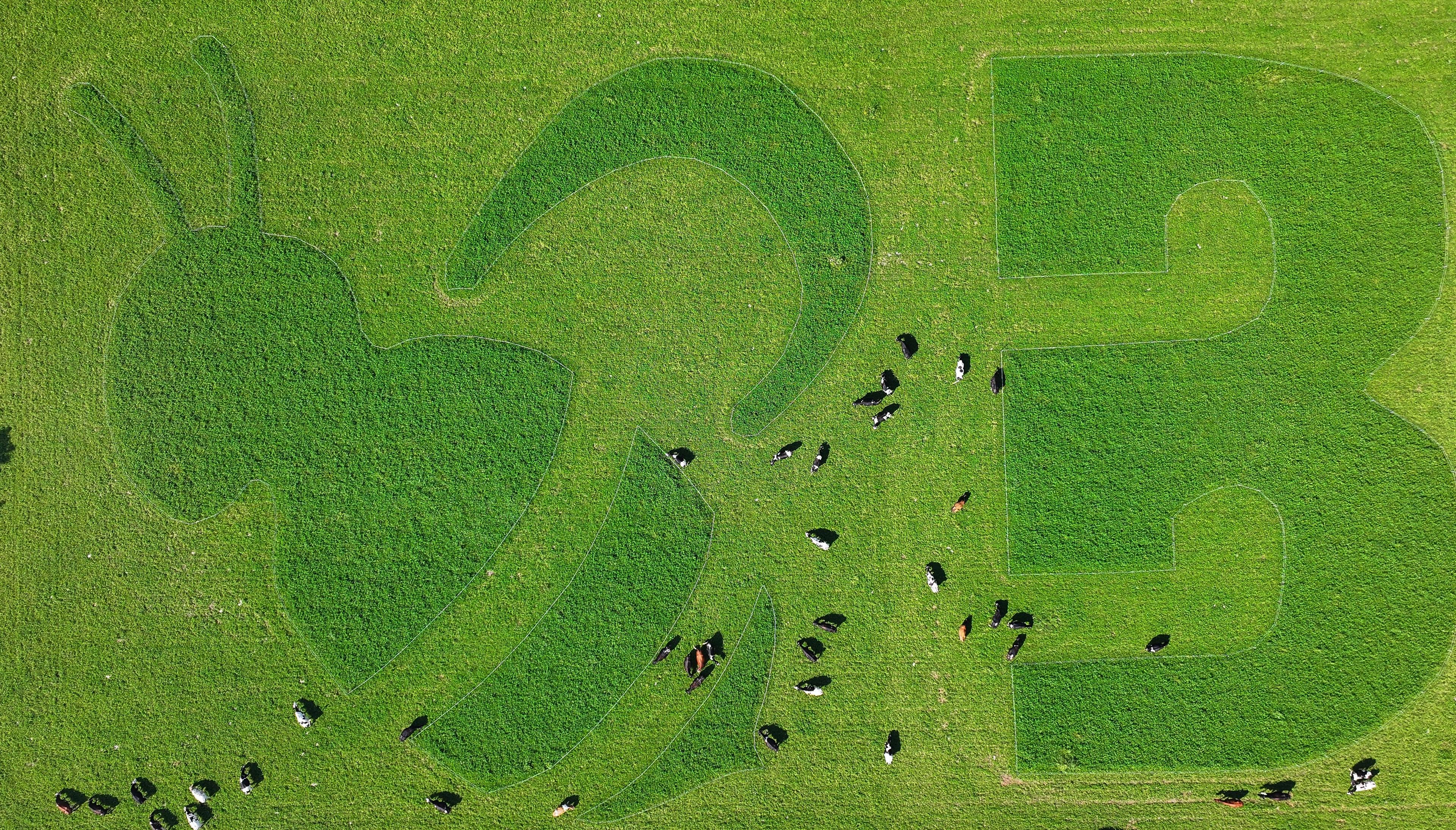 Cows on pasture eat around an emoji-like bee shape.