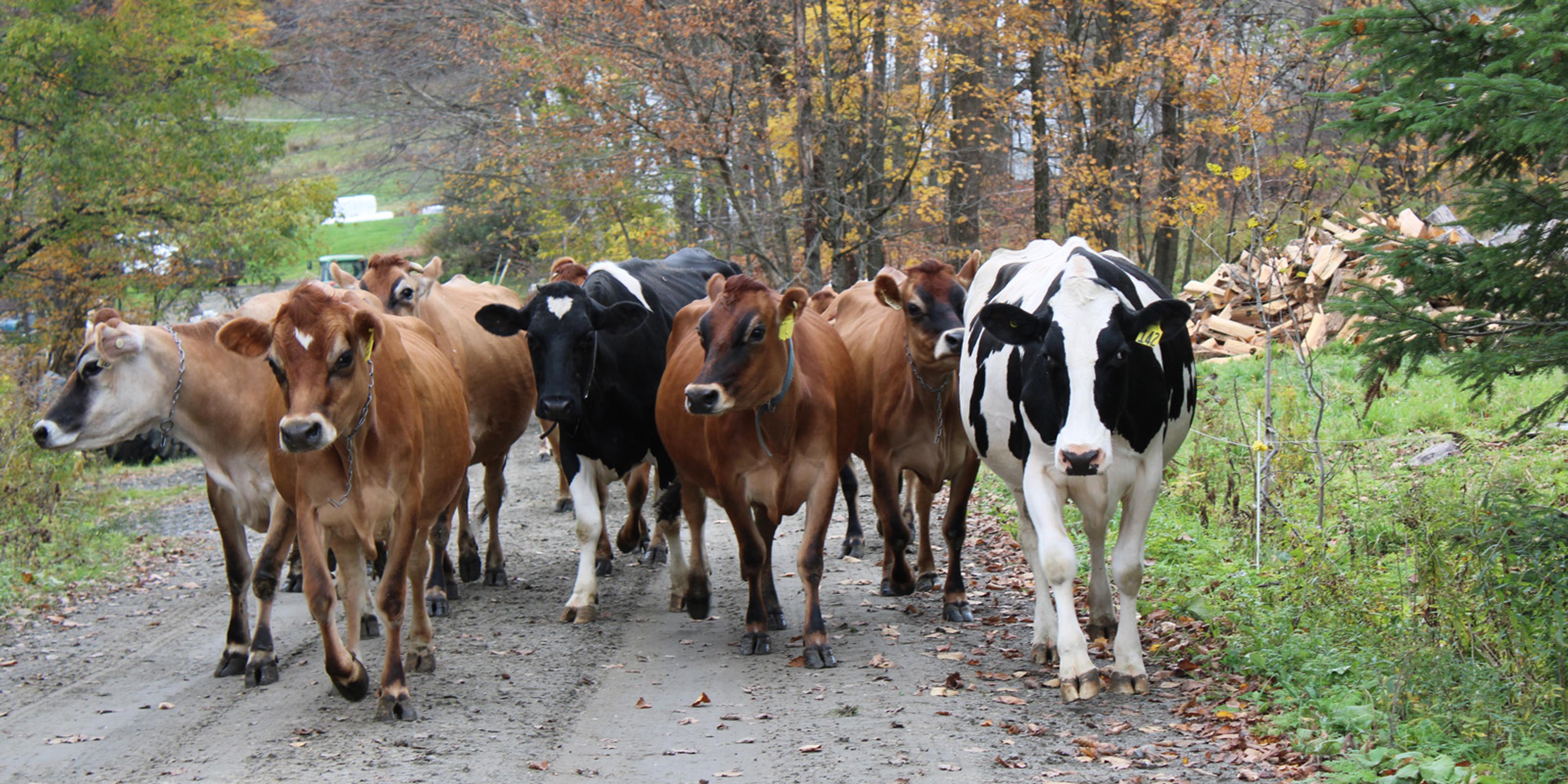 Cows walk up a lane.