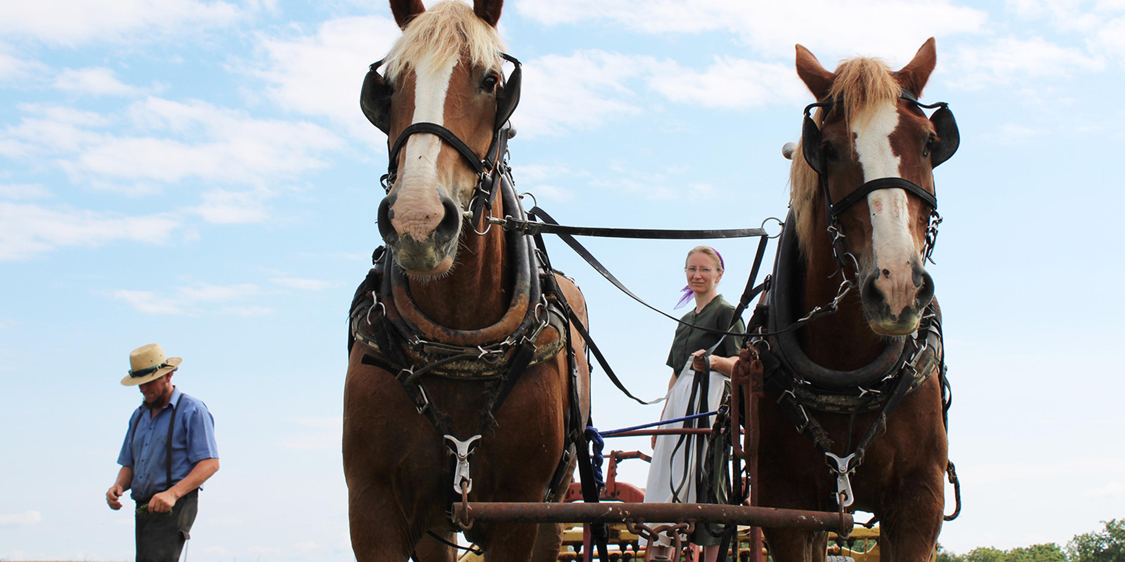 An Amish man and woman in the field with two workhorses.