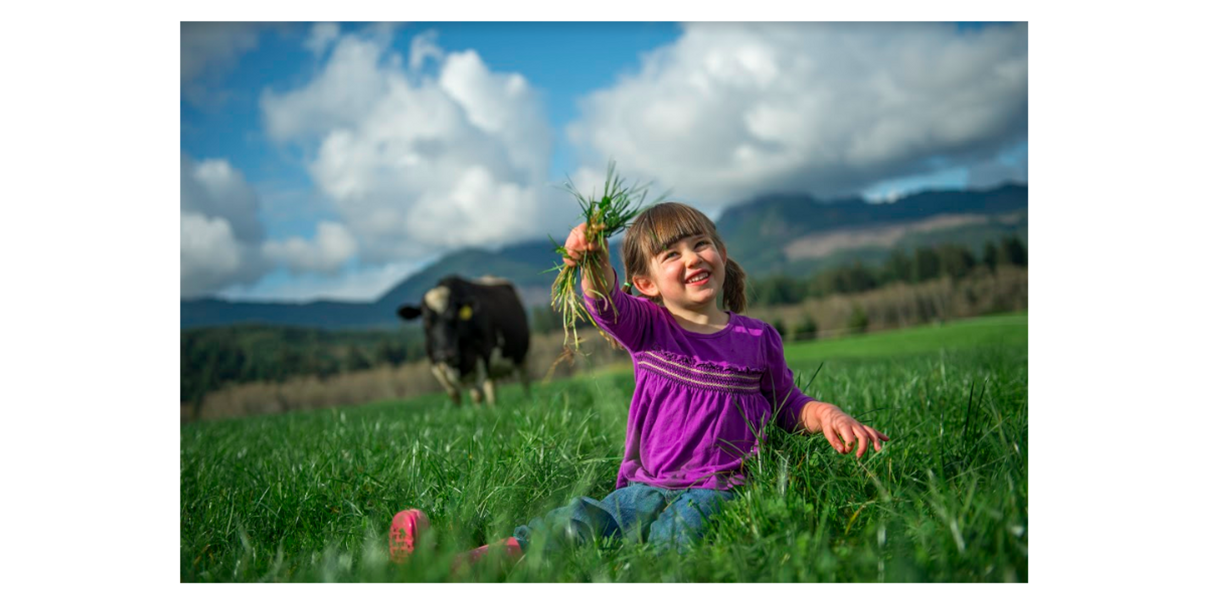 Girl holds up handful of grass, as suspicious cow creeps in the background.