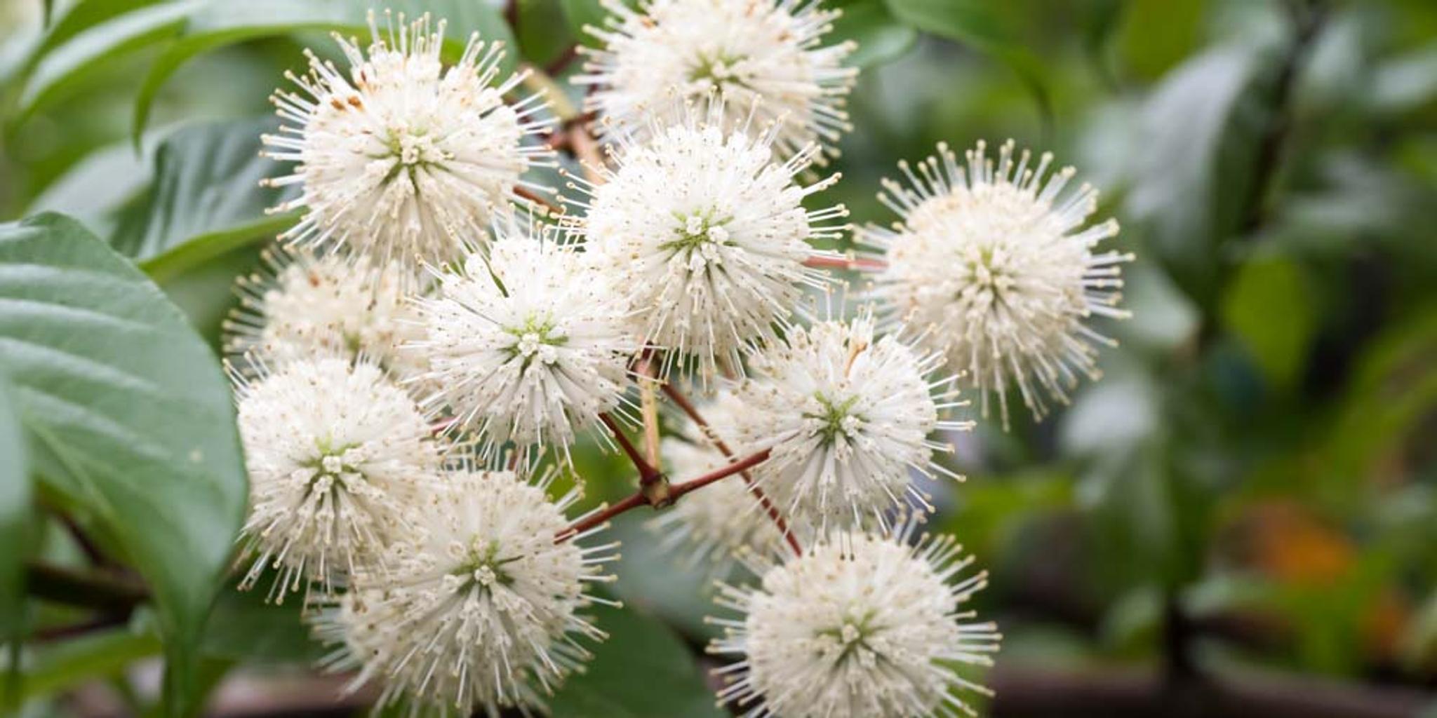 A group of buttonbush blossoms.