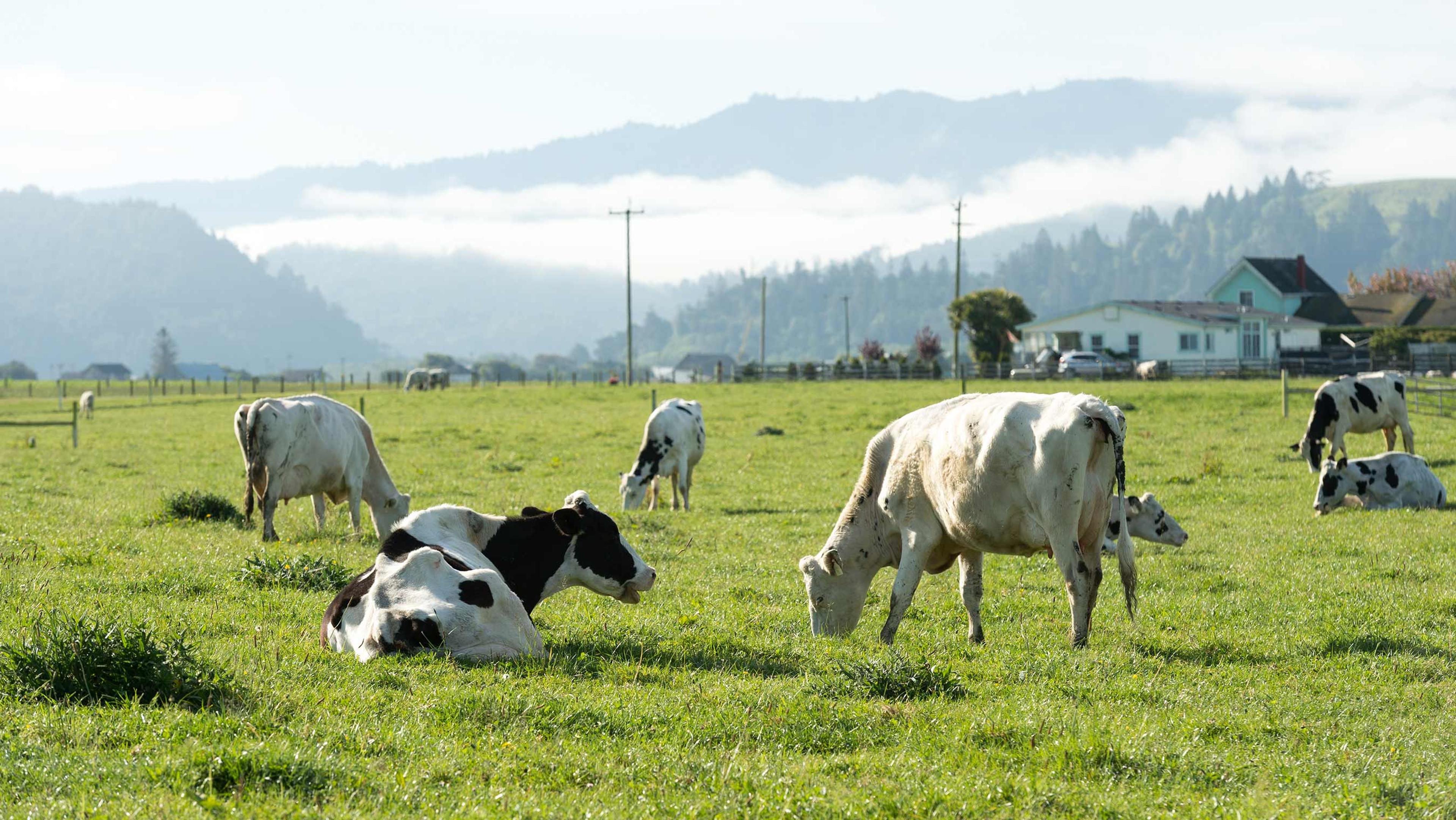 Cows grazing on an Organic Valley farm