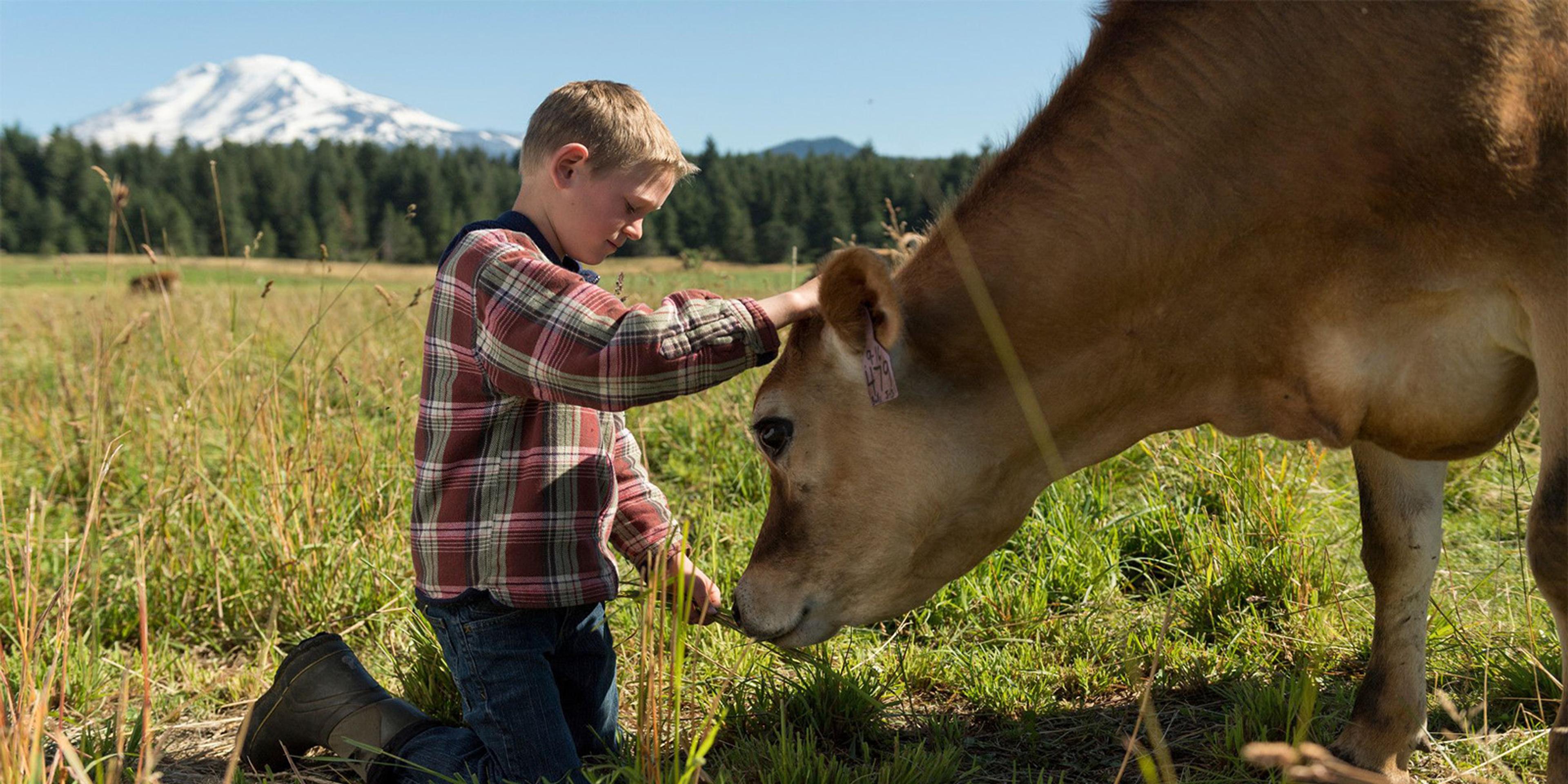 A boy pets a cow in a mountainous landscape at the Pearson organic dairy farm in Washington.