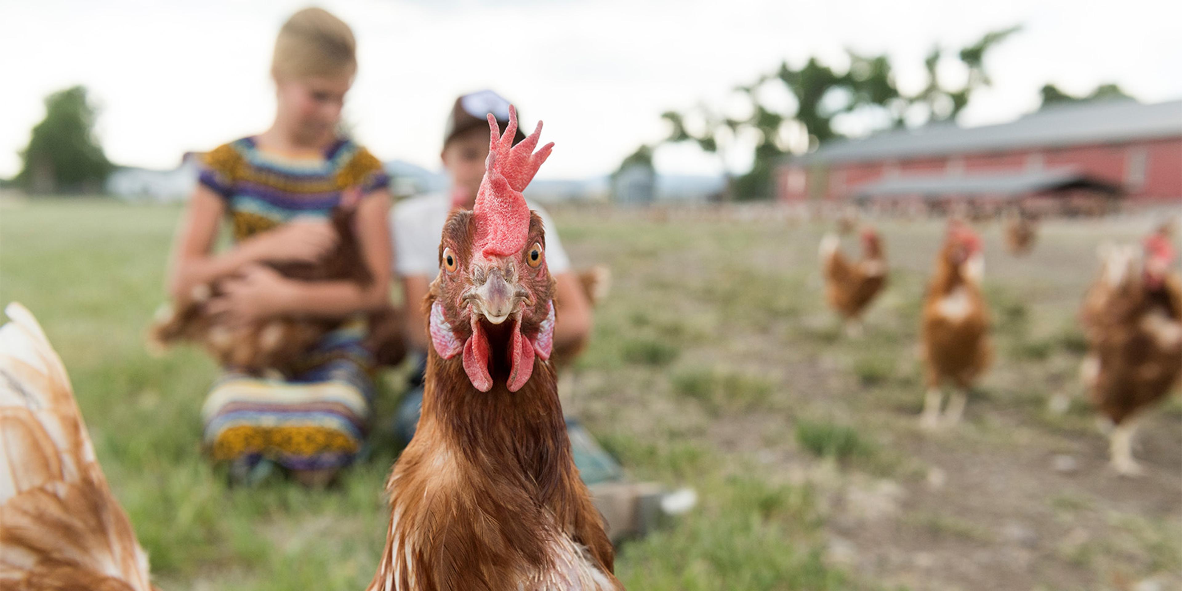 A hen stares at the camera as two children hold chickens at the Toews farm in Colorado.