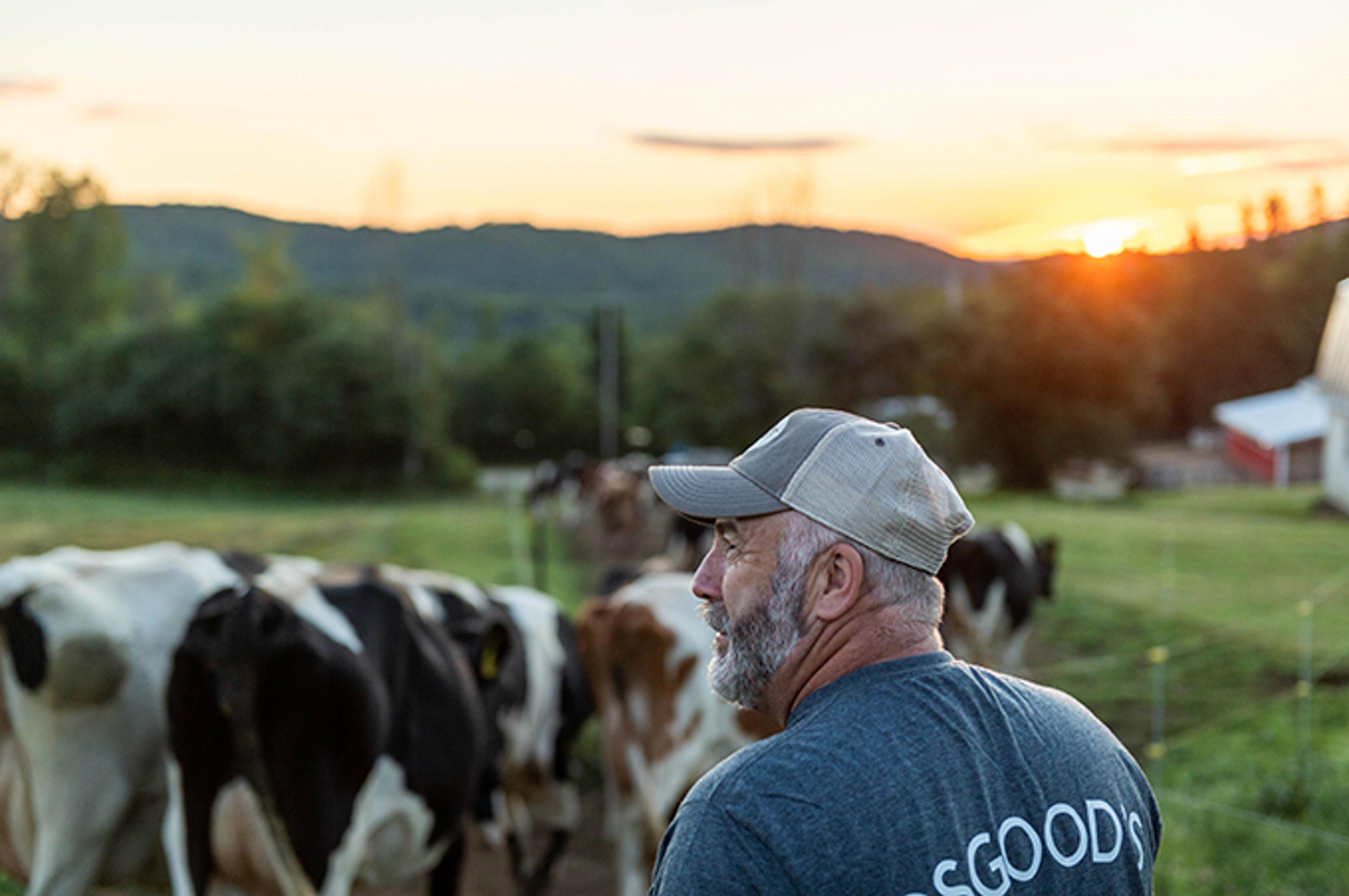 Farmer with hat looking over cows as they walk out to pasture in the sunset.