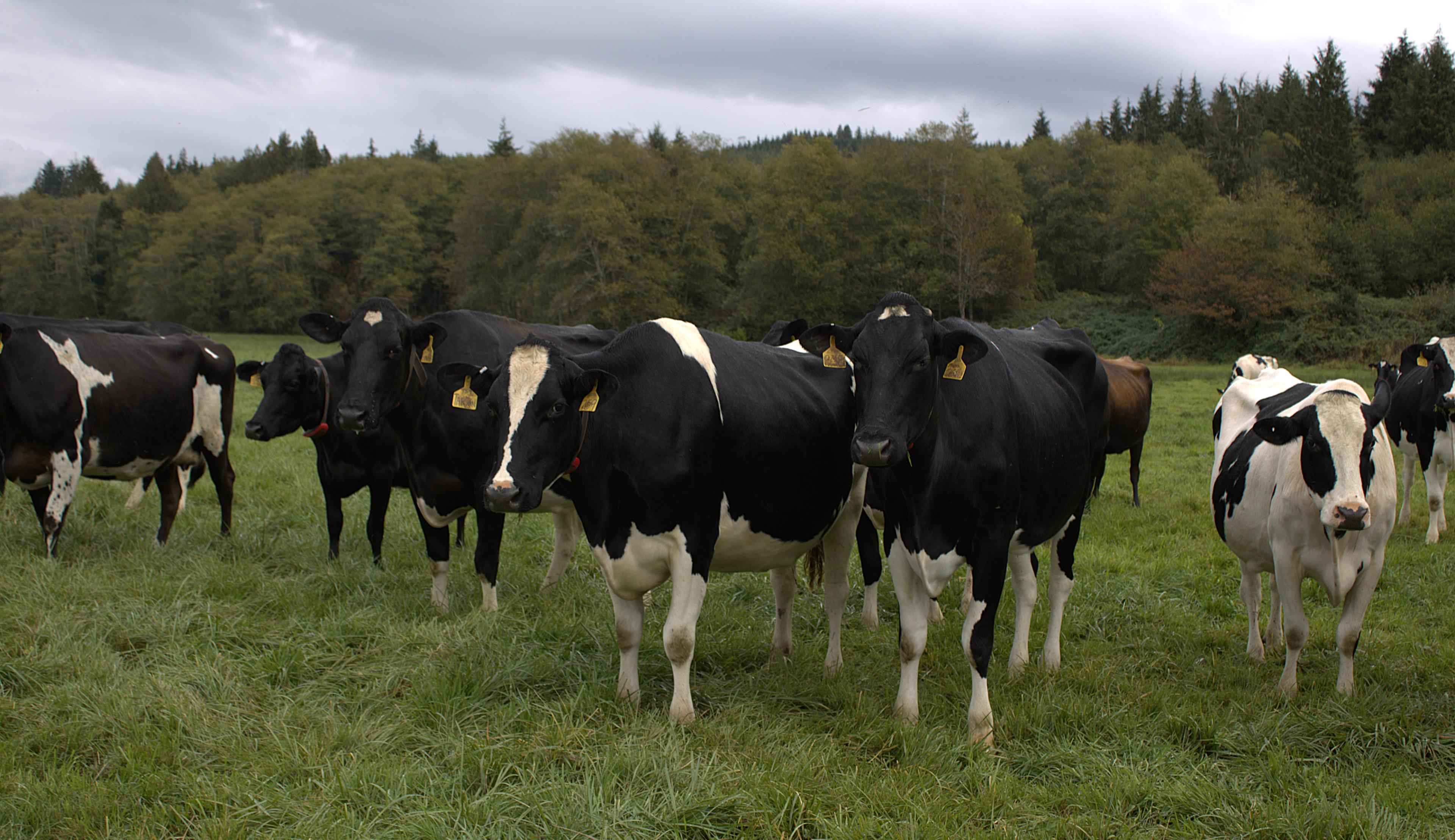 Cows stand in a row facing the camera on pasture with trees in the background.