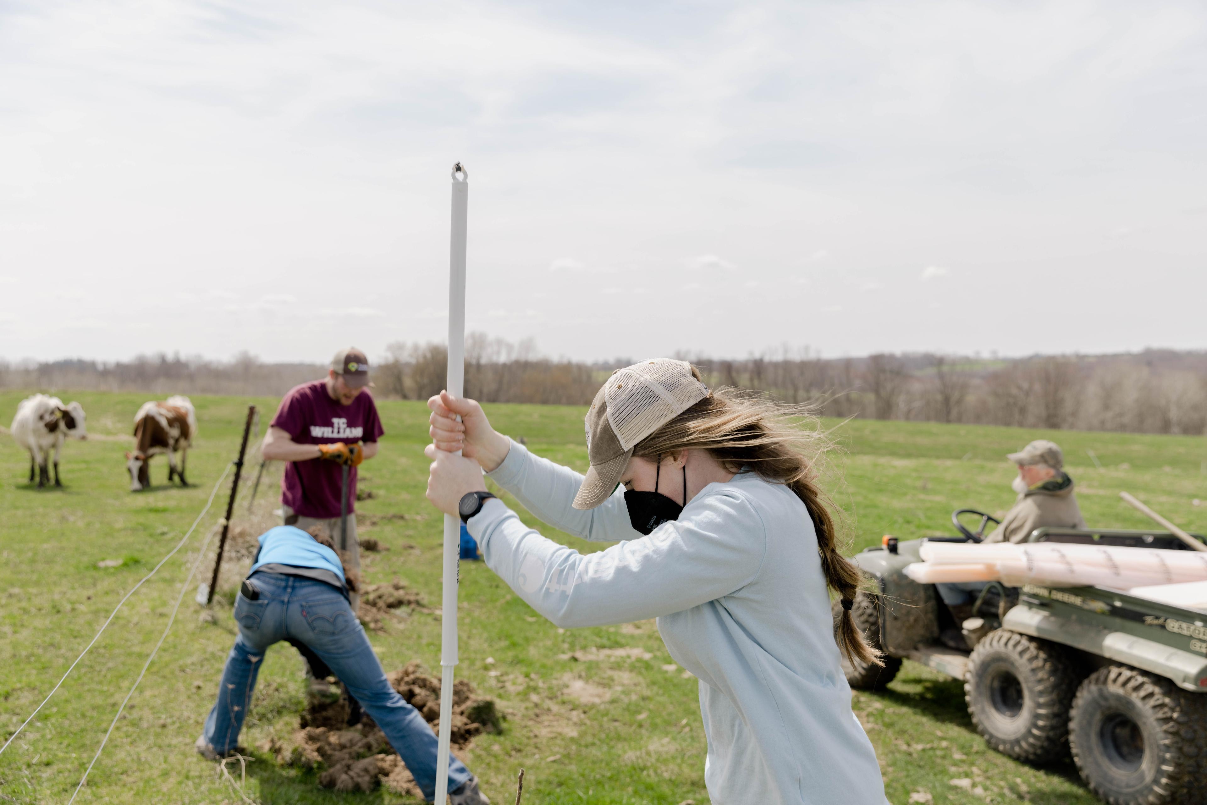 Planting trees to create silvopasture.