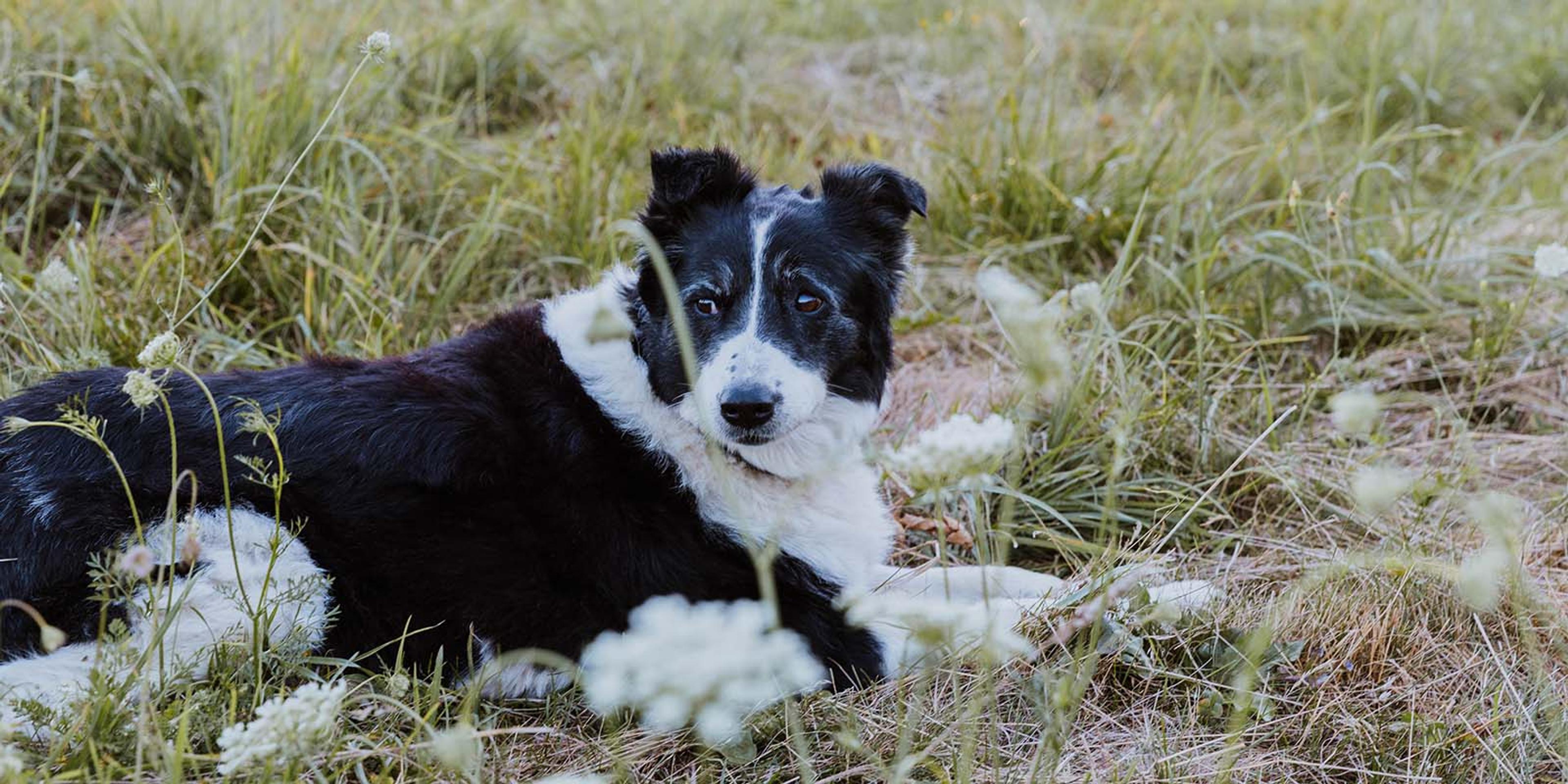 A dog named Dakota lies in a field.