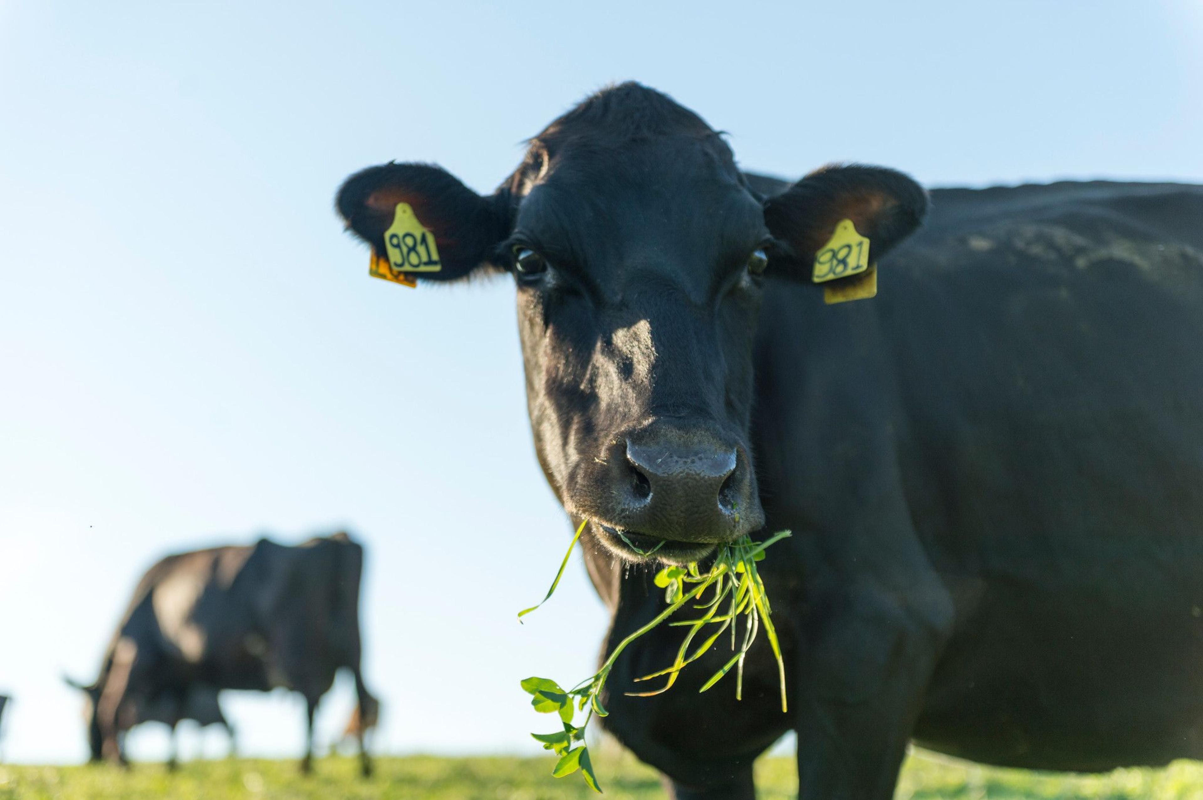 A cow munches on greens.