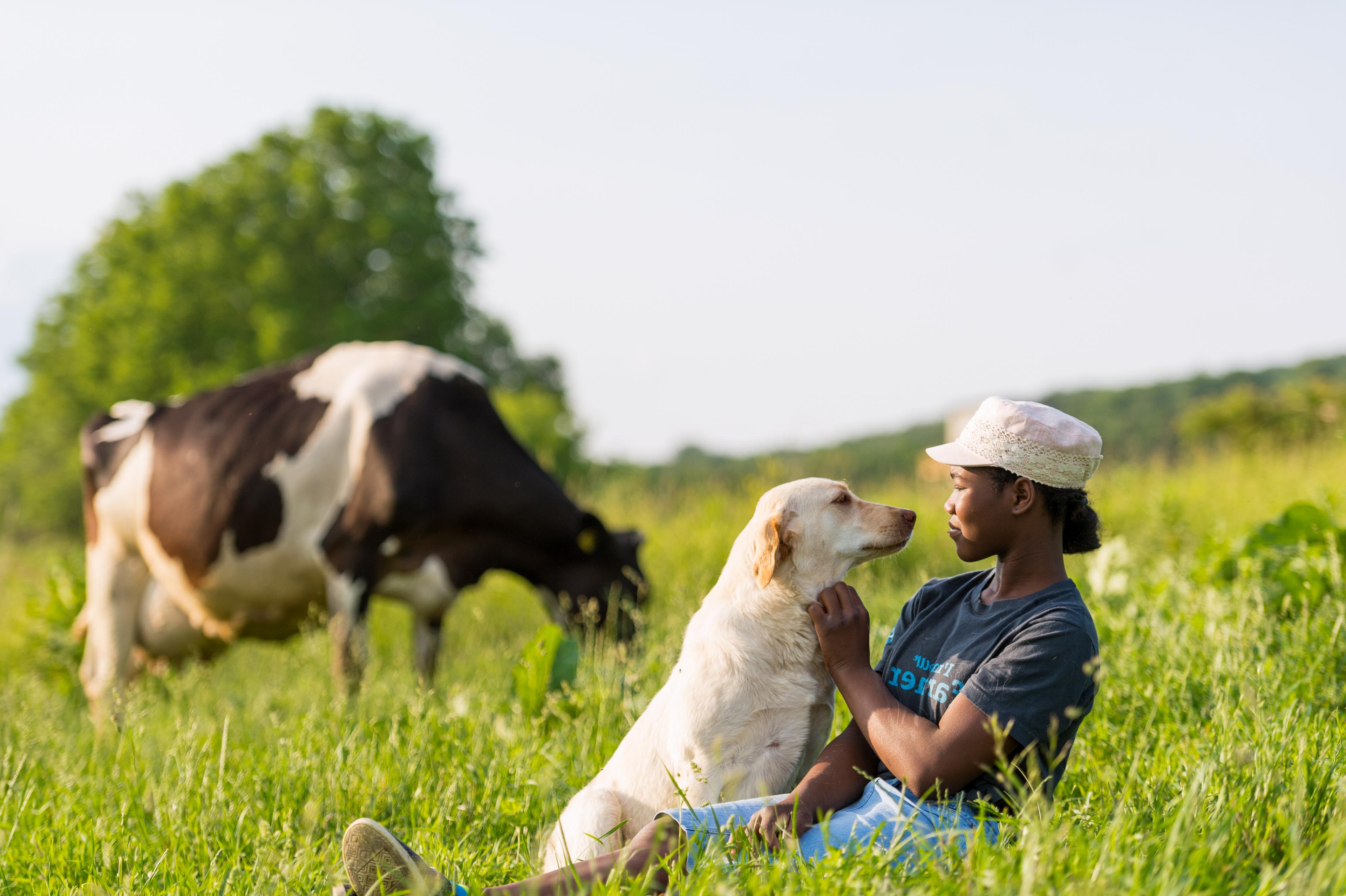 An Organic Valley farmer sitting in the pasture with a dog and a cow.
