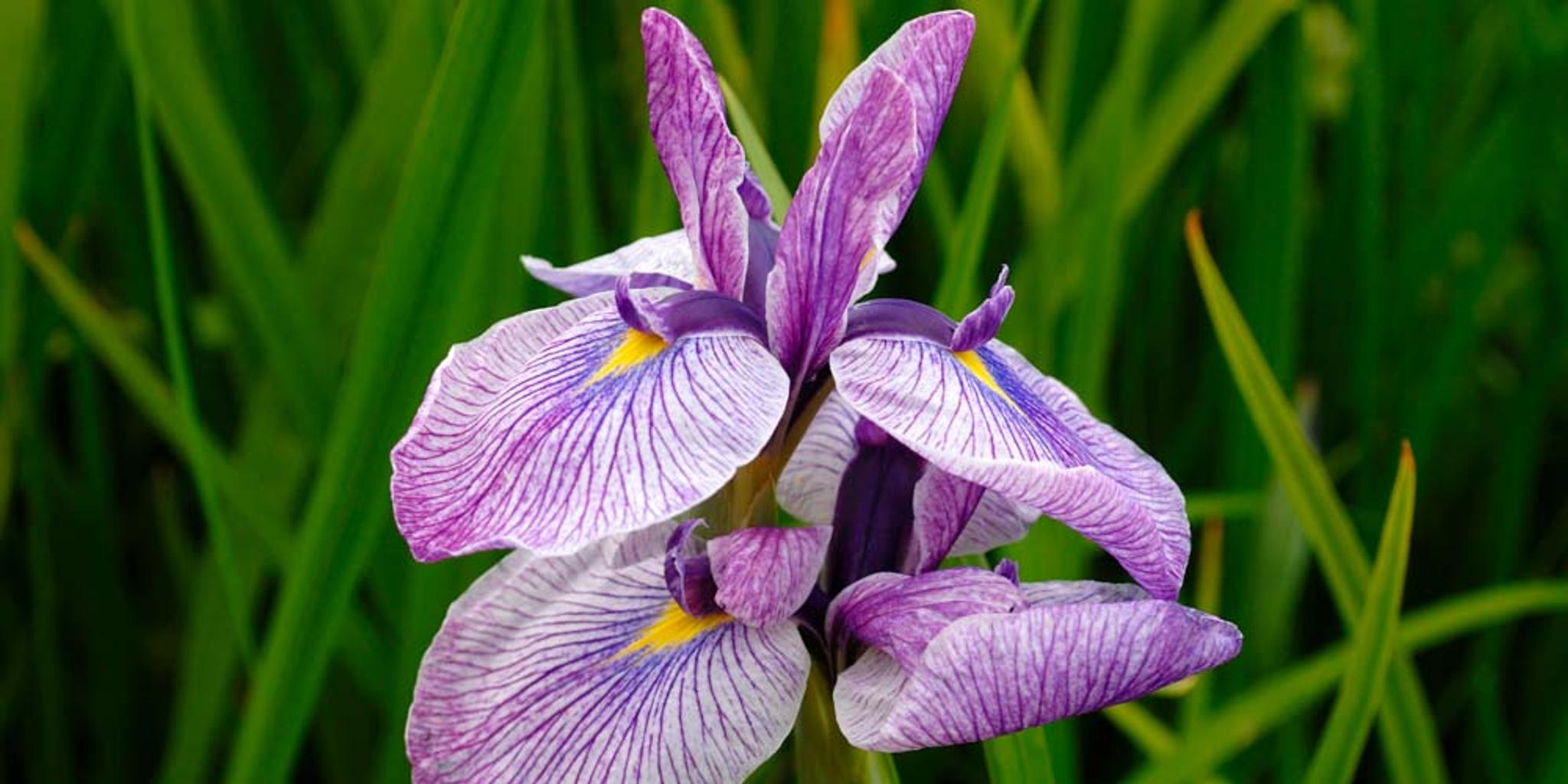 A closeup image of a blue flag iris. 