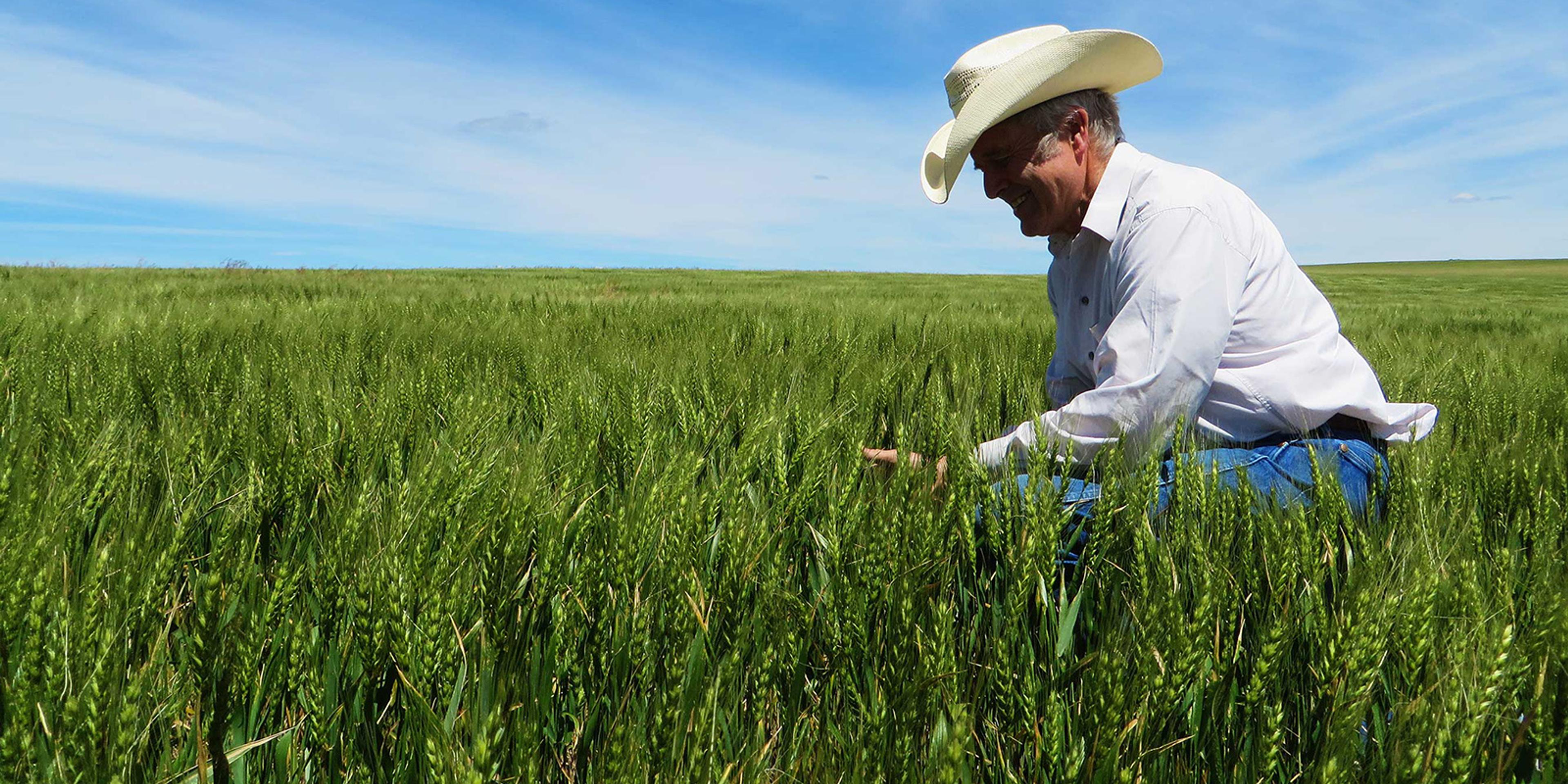 Bob Quinn examines grain in a field surrounded by blue sky.