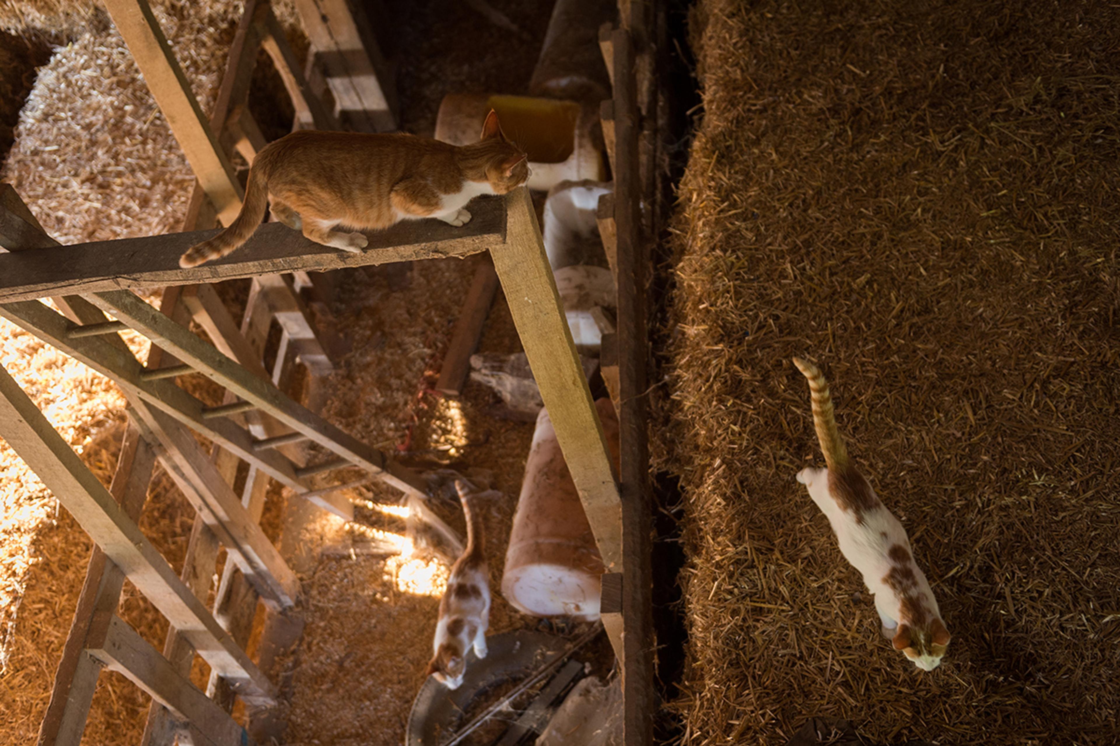 An overhead view of three cats playing in the haymow of a barn.