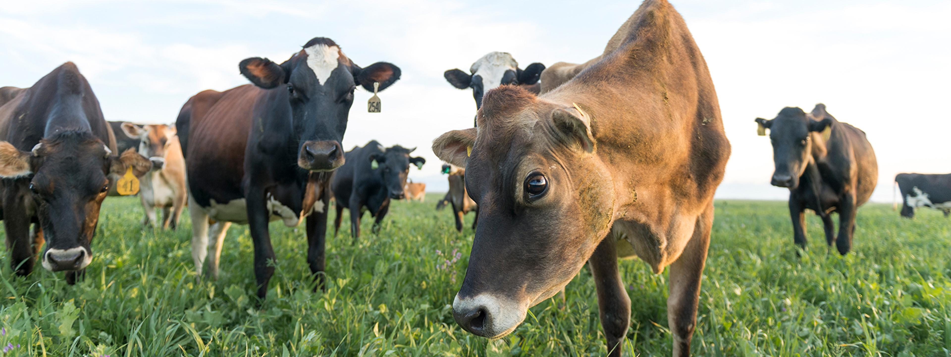 Cows grazing on the Sauder's Organic Valley family farm in Colorado