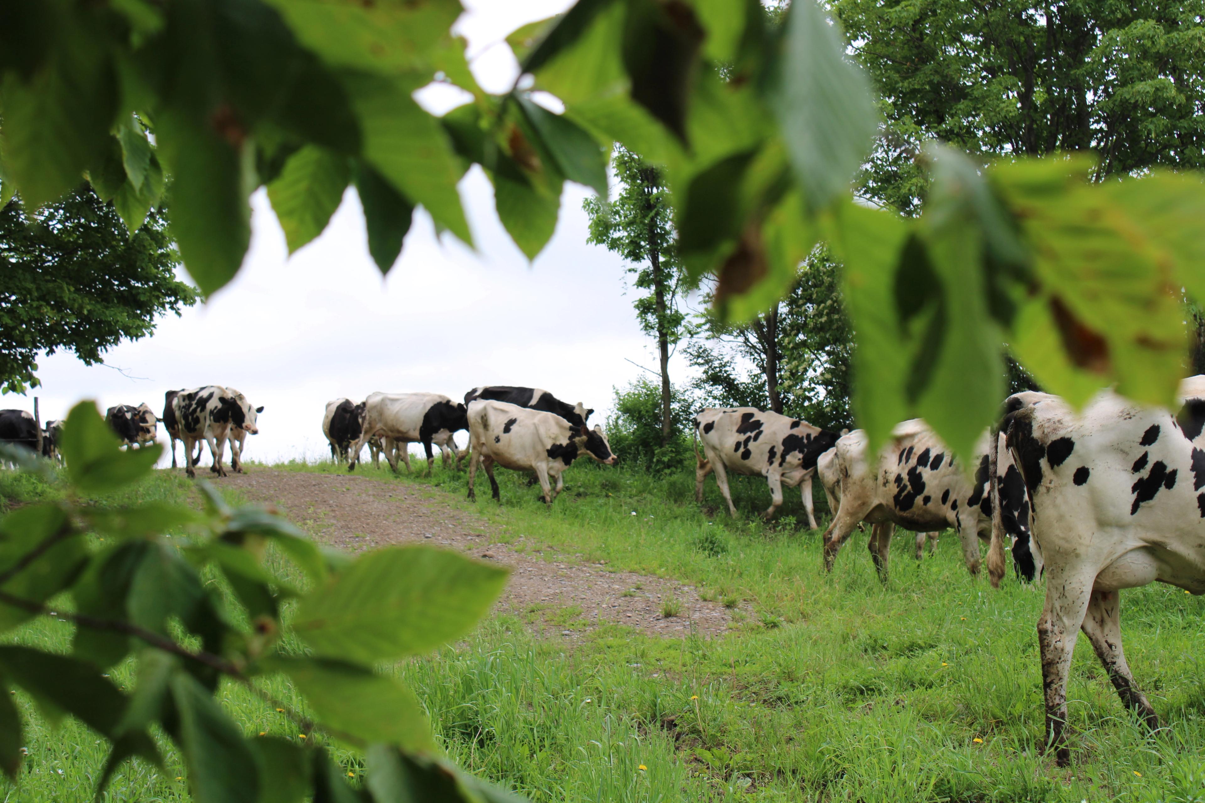 Holsteins head to pasture on the Casler farm.