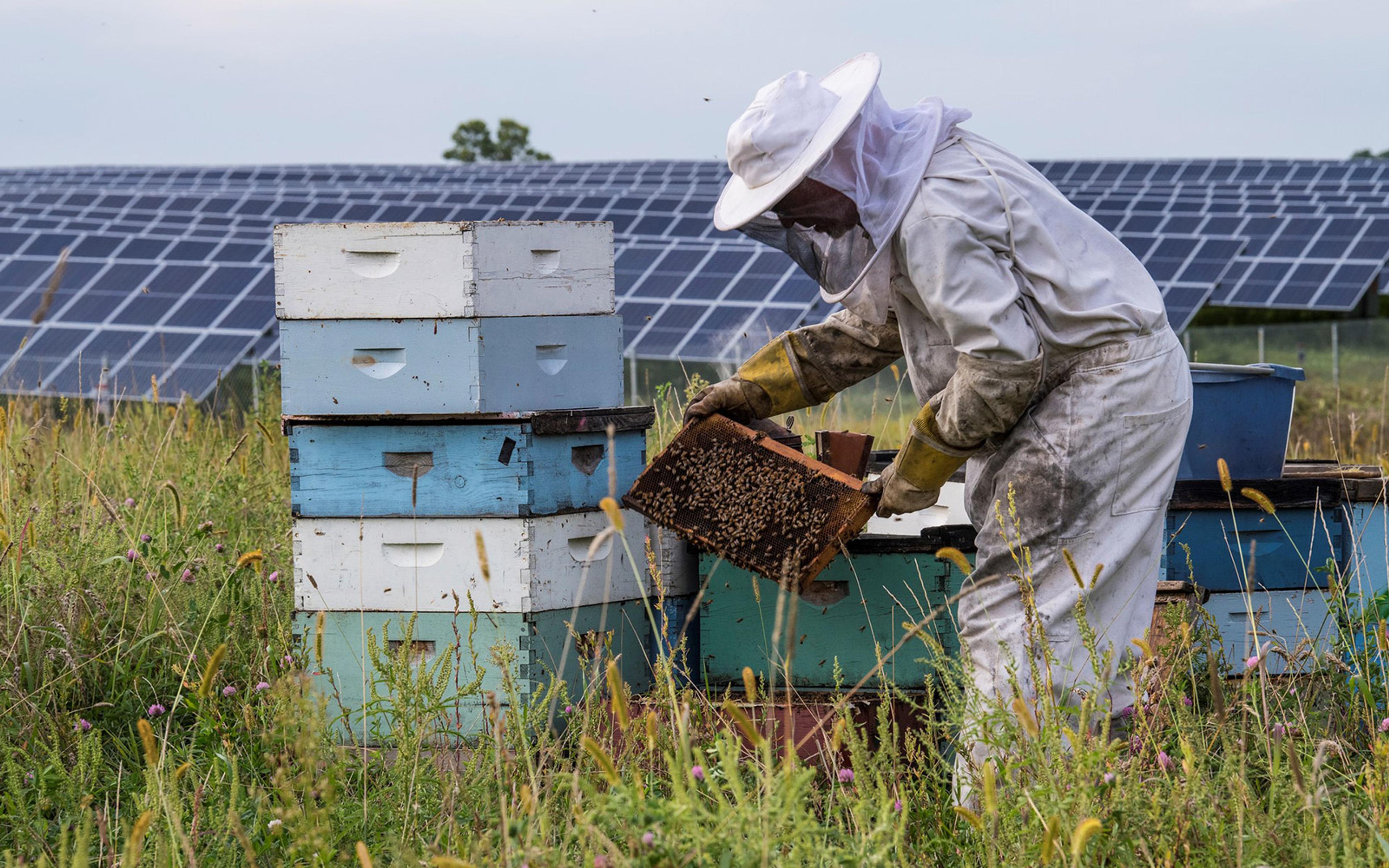A beekeeper from Bare Honey manages honey bee hives on a pollinator-friendly solar farm.