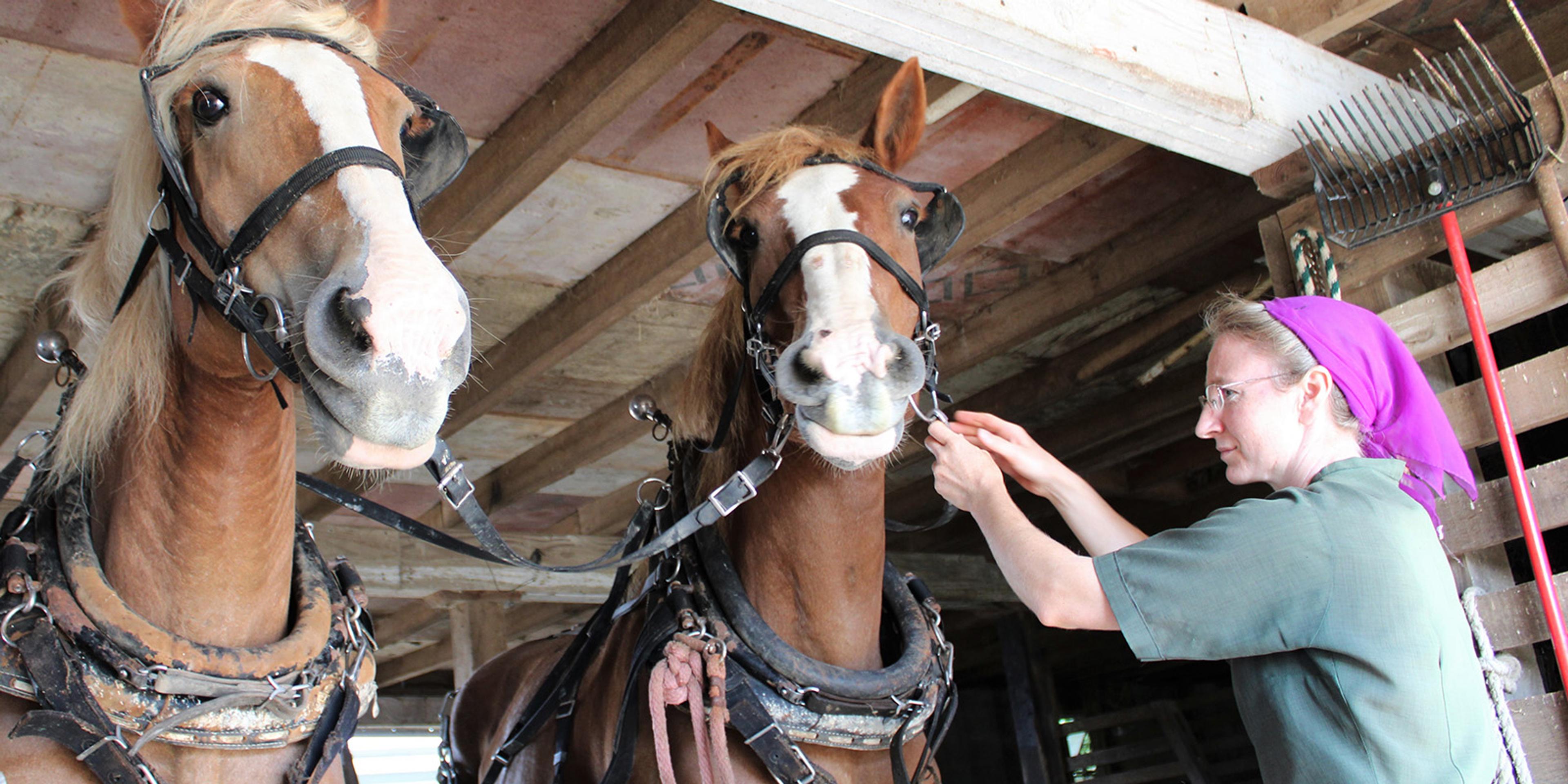 An Amish woman preps horses for raking hay.