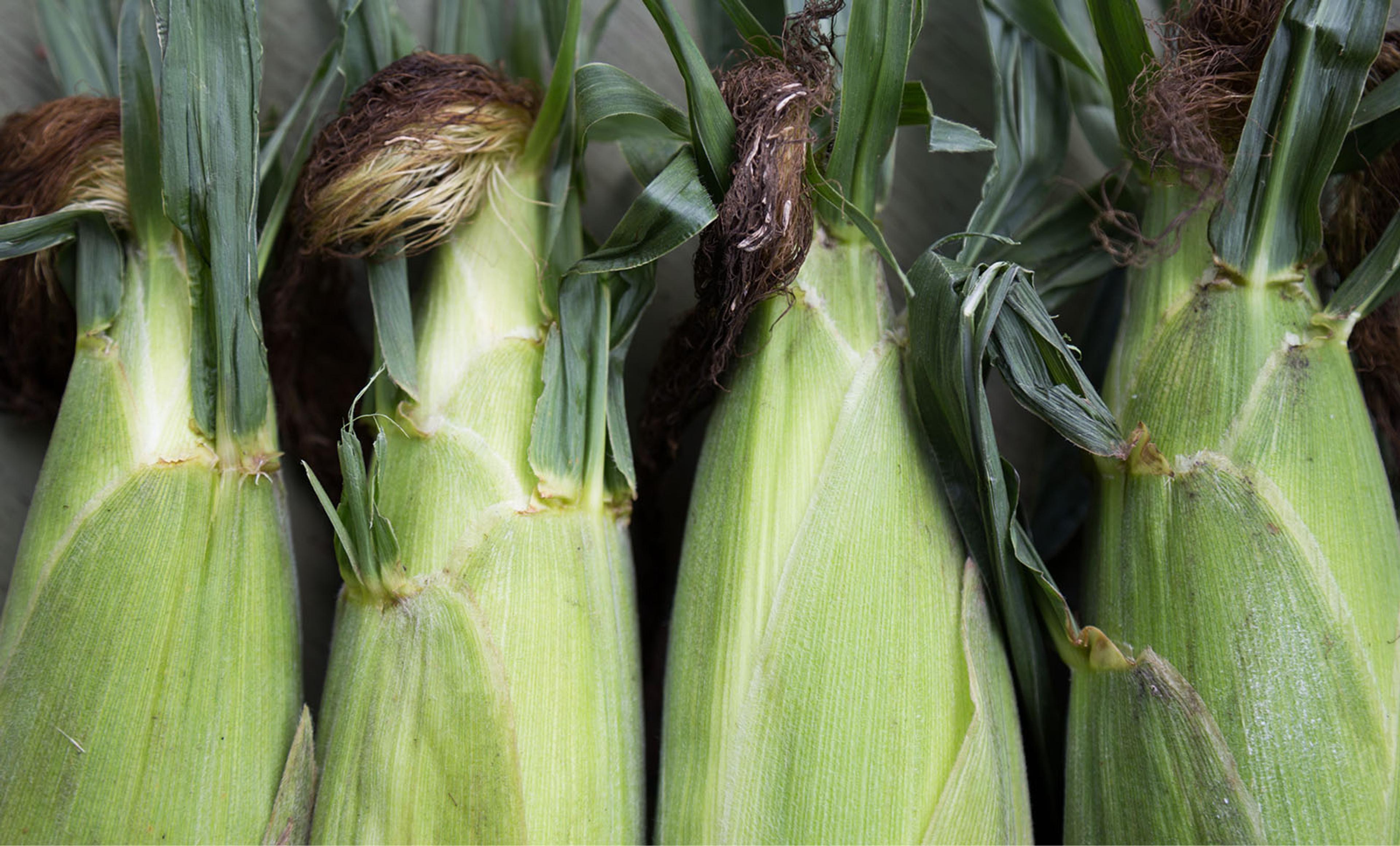 Corn in the husk.