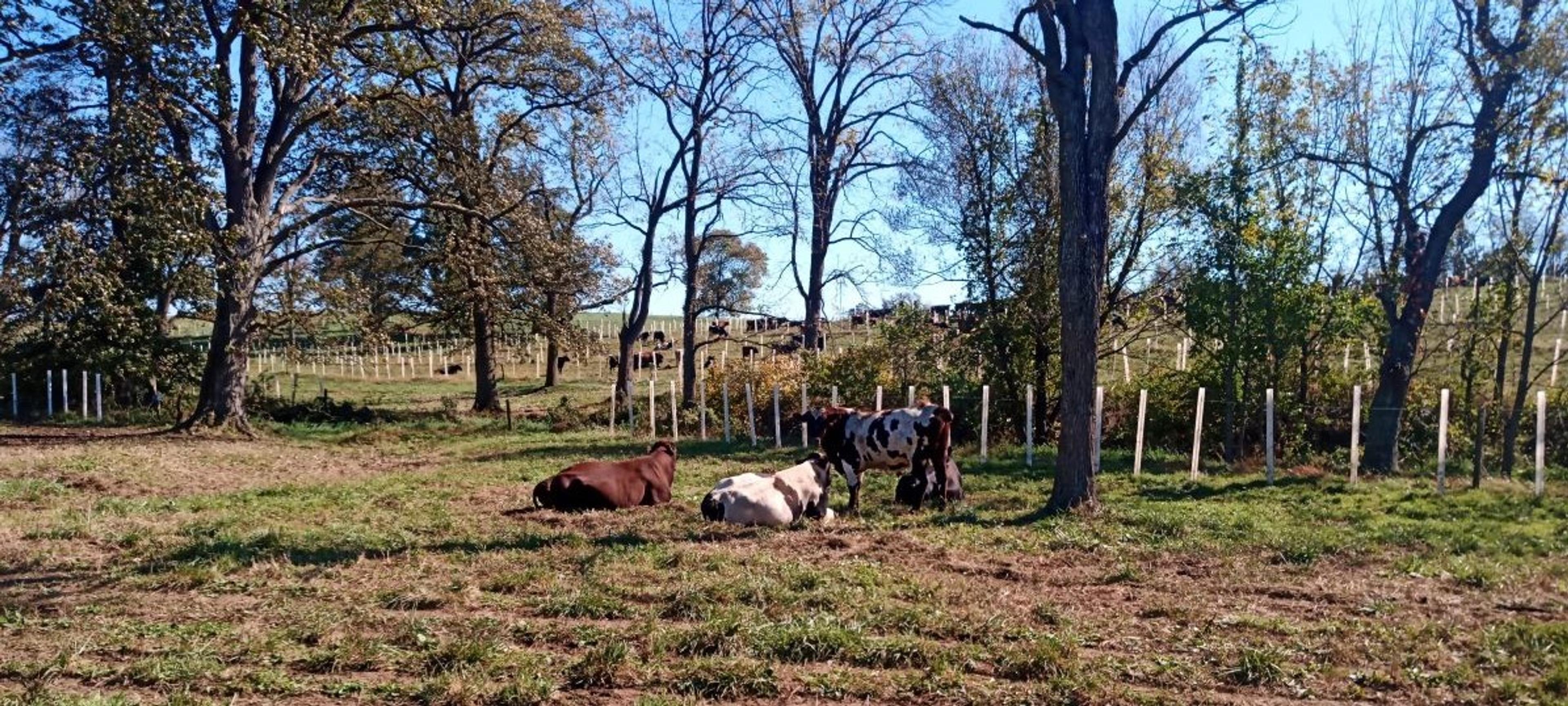 Cows huddle near trees at a farm inPennsylvania.